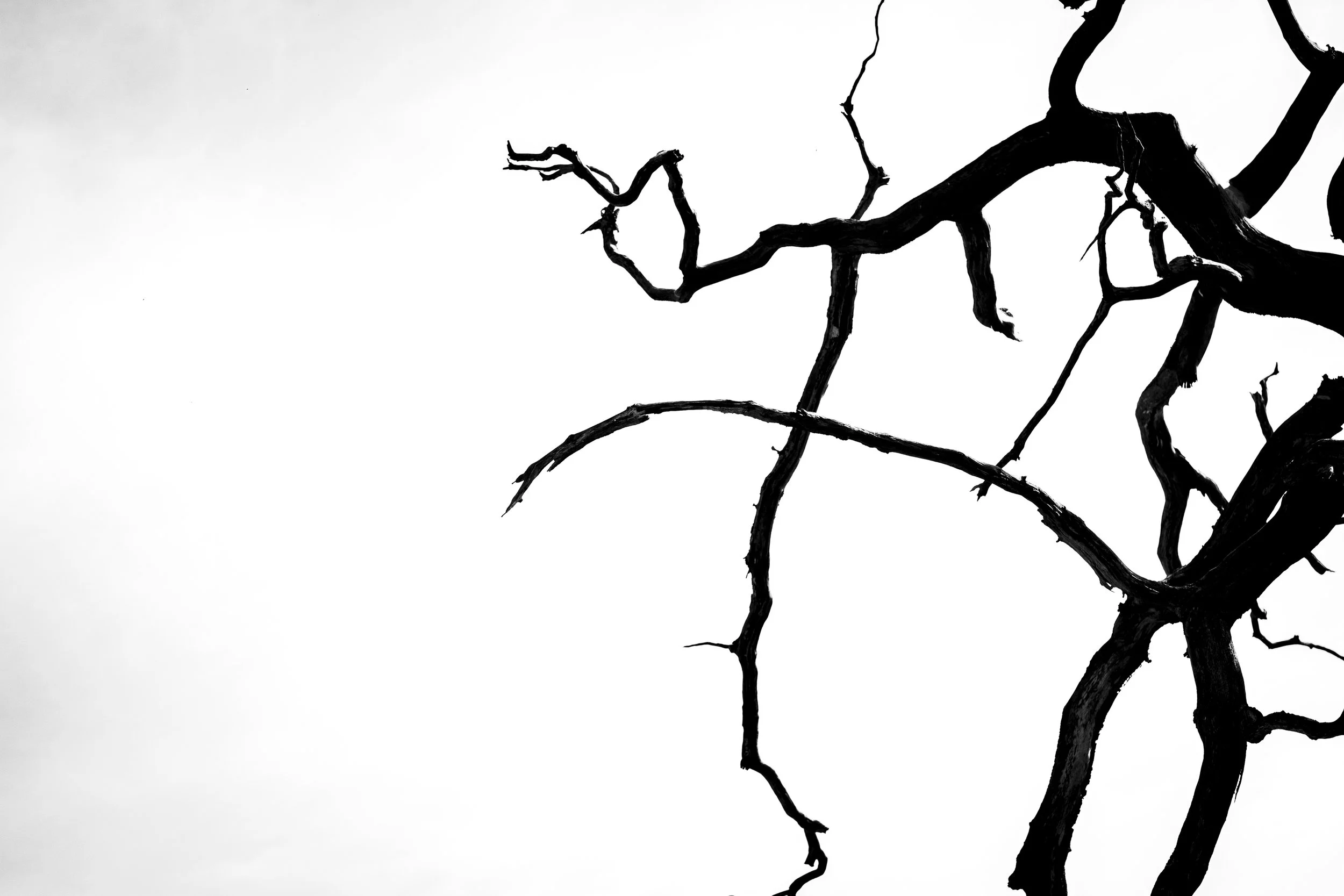 Black tree branches against a white sky in a high contrast black and white photograph.