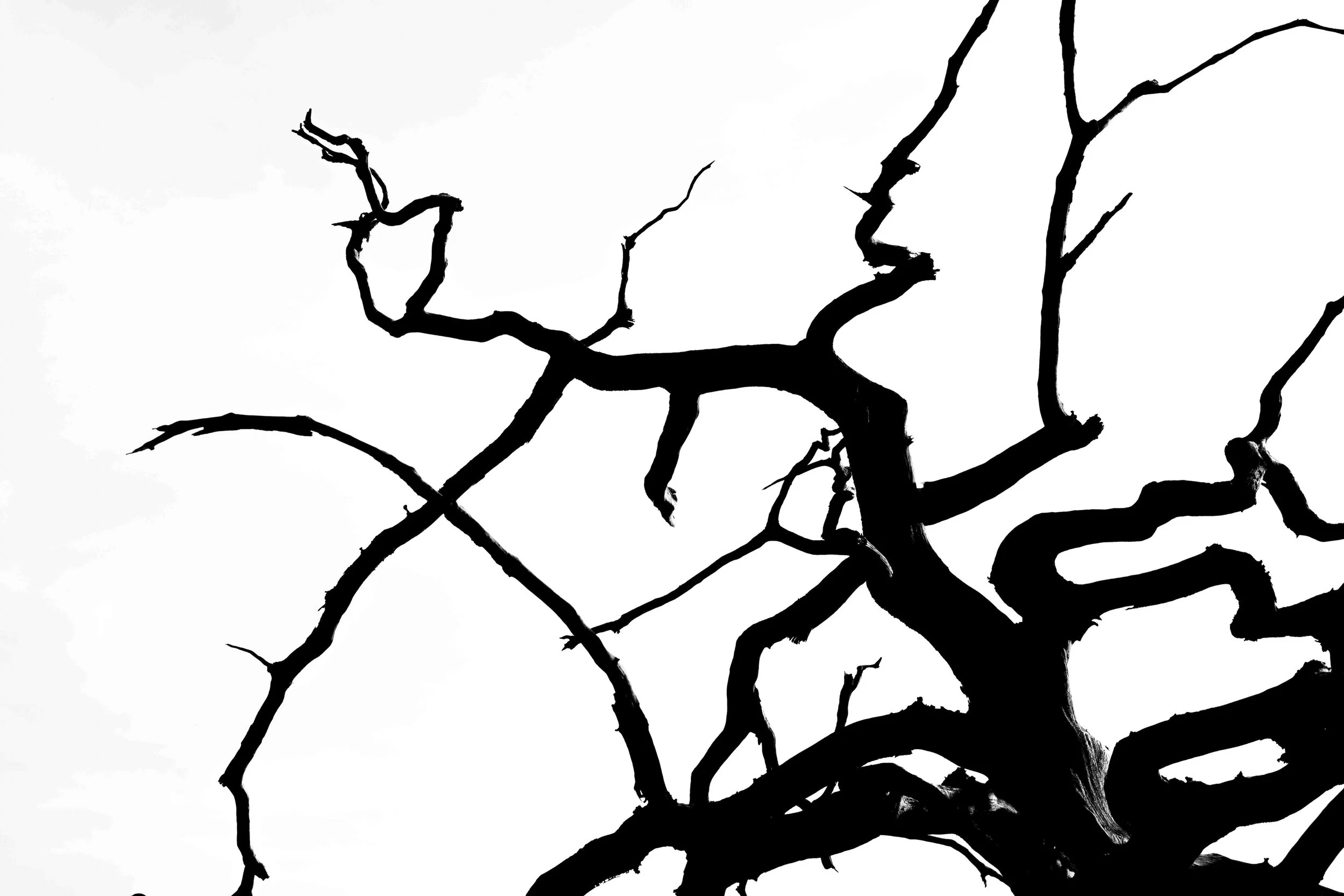 Close-up of leafless tree branches silhouetted against a light sky