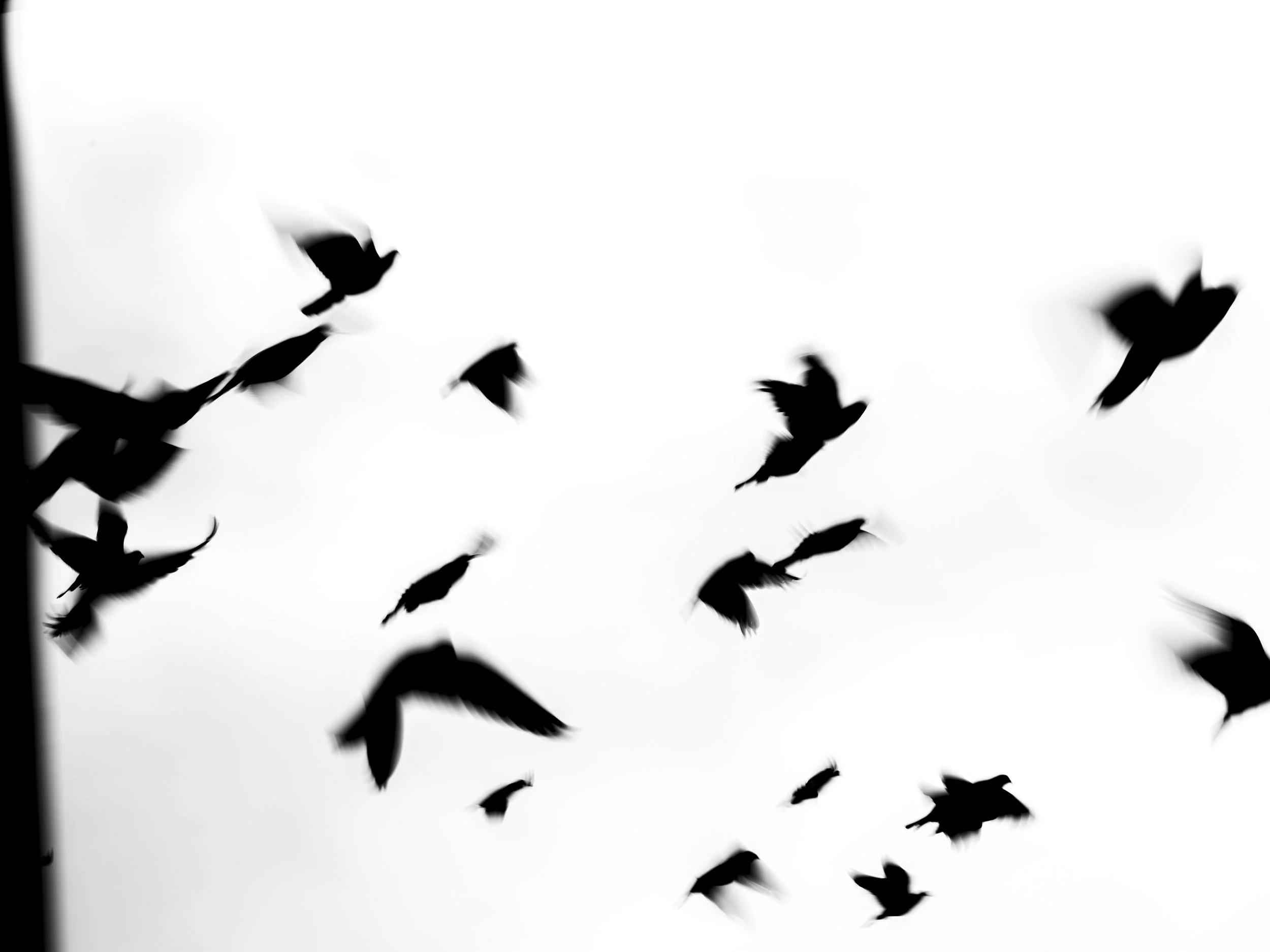 Silhouettes of birds flying against a light sky.
