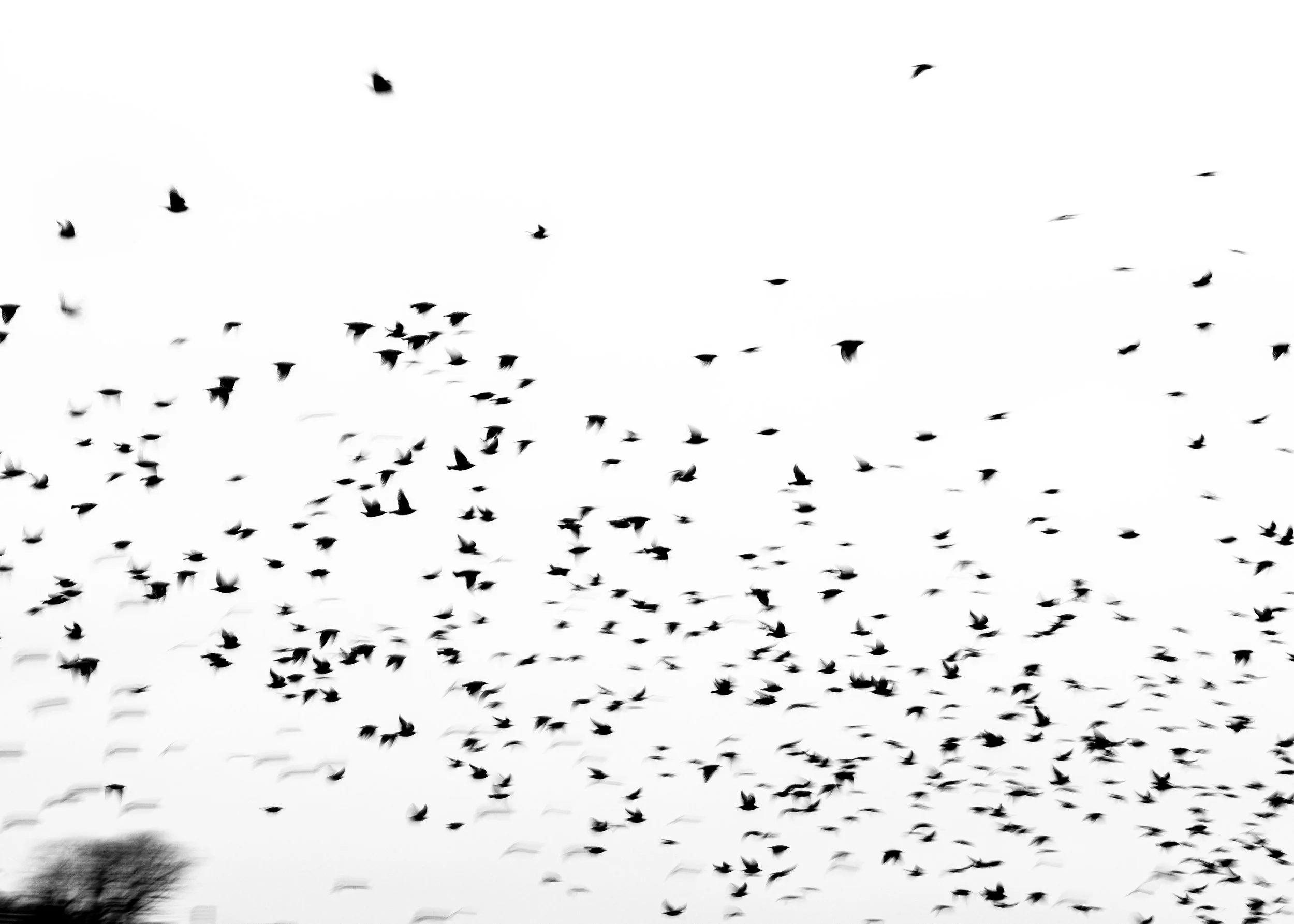 Black silhouettes of birds flying against a white sky.