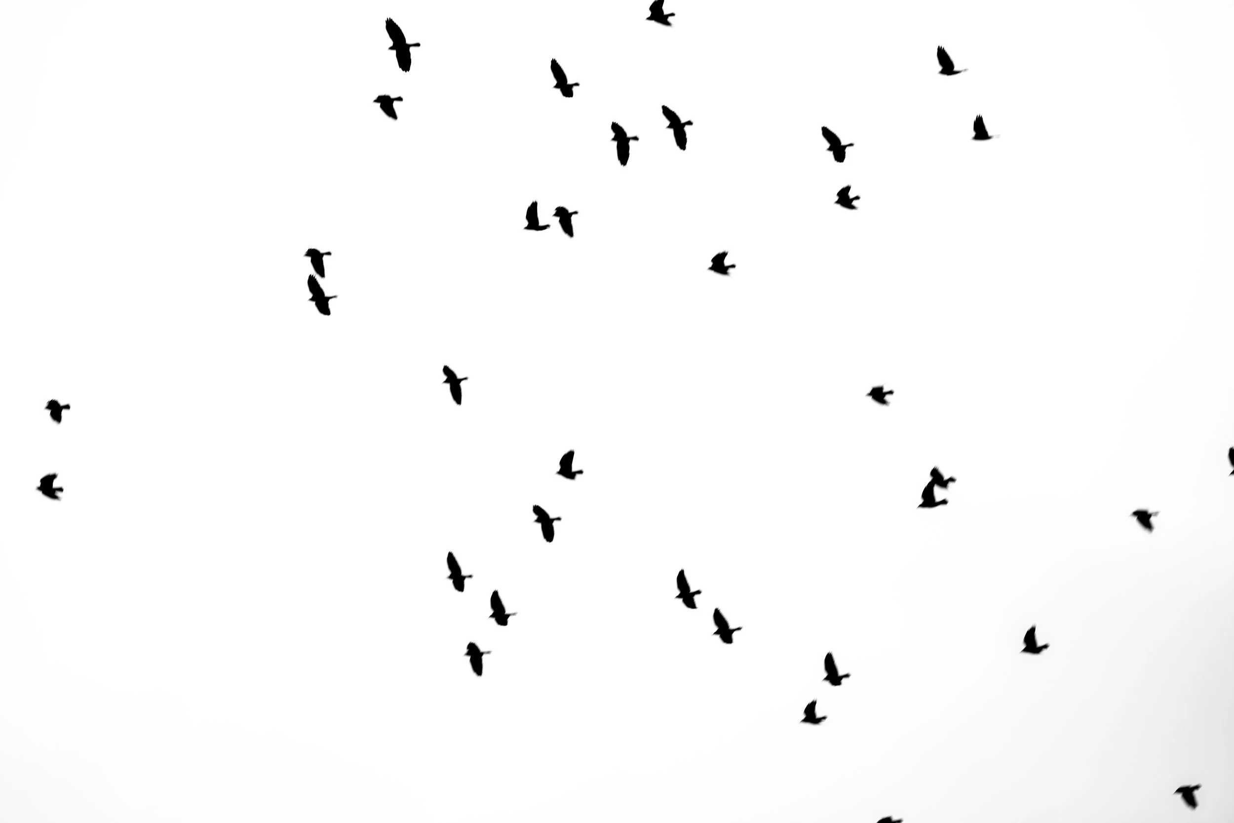 Silhouettes of birds flying against a stark white sky.