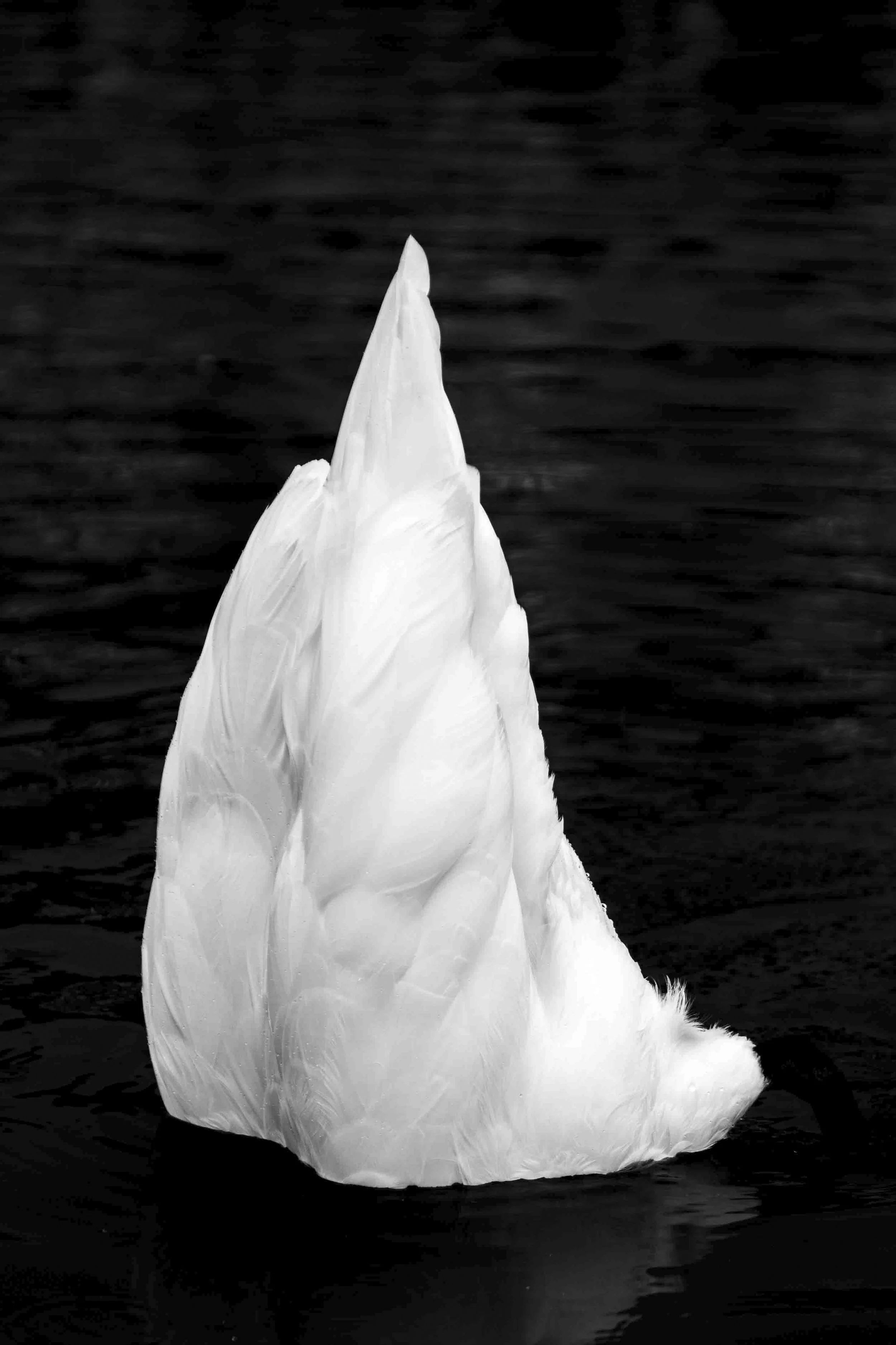 A close-up photograph of a white swan's bum with a dark water background.