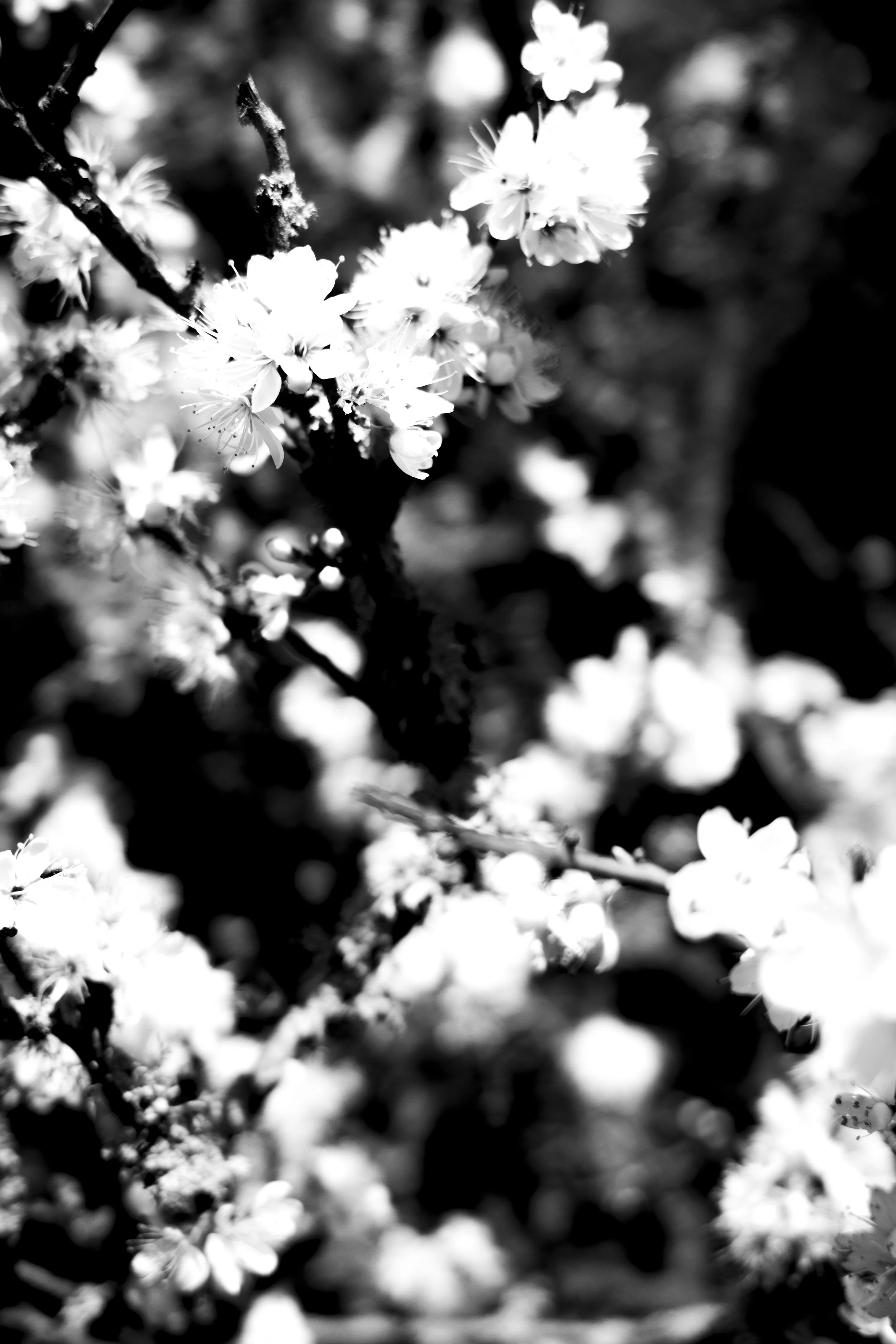 Black and white photograph of flowering branches with small clustered blossoms.