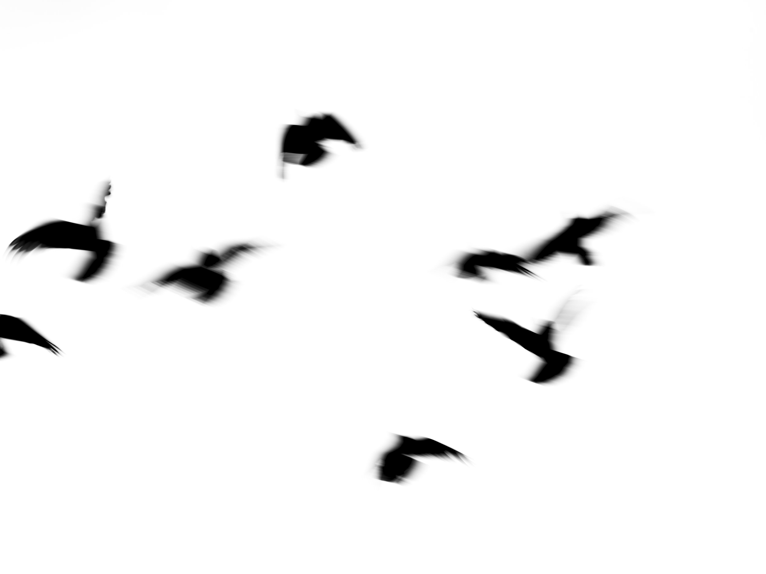 Silhouettes of birds flying against a white sky.