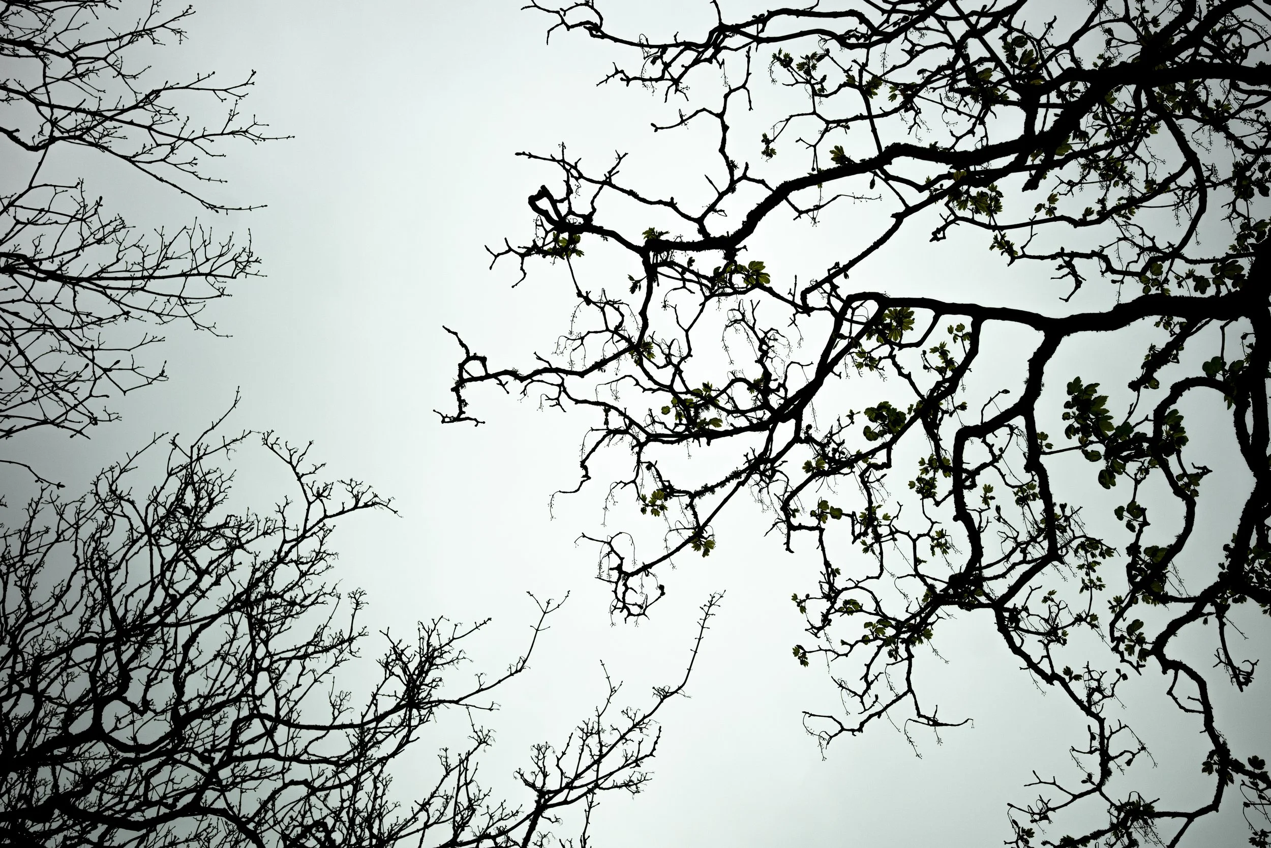 View of tree branches against a light sky, with some branches having small green leaves and others being bare.