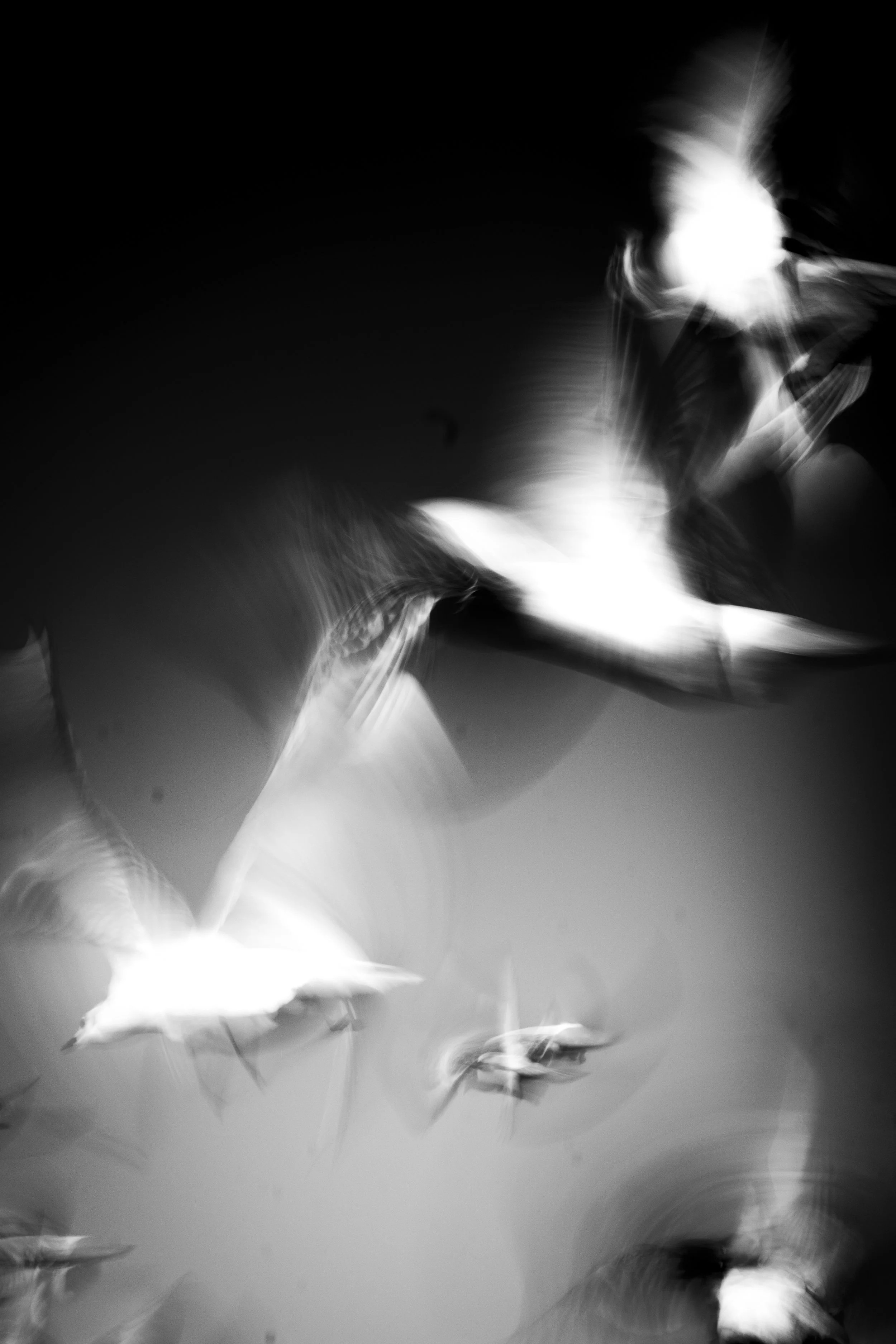 Black and white photo of several birds flying, with some appearing blurred due to motion, against a dark background.