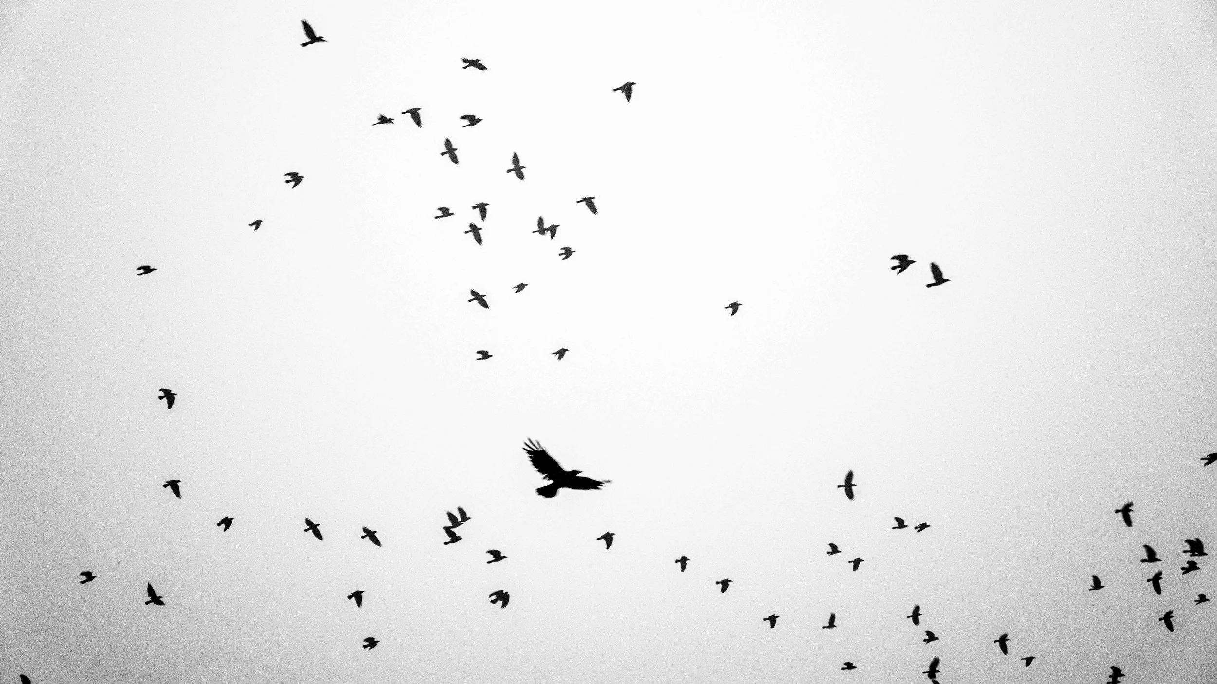 A large flock of birds flying in the sky, seen as black silhouettes against a gray background.