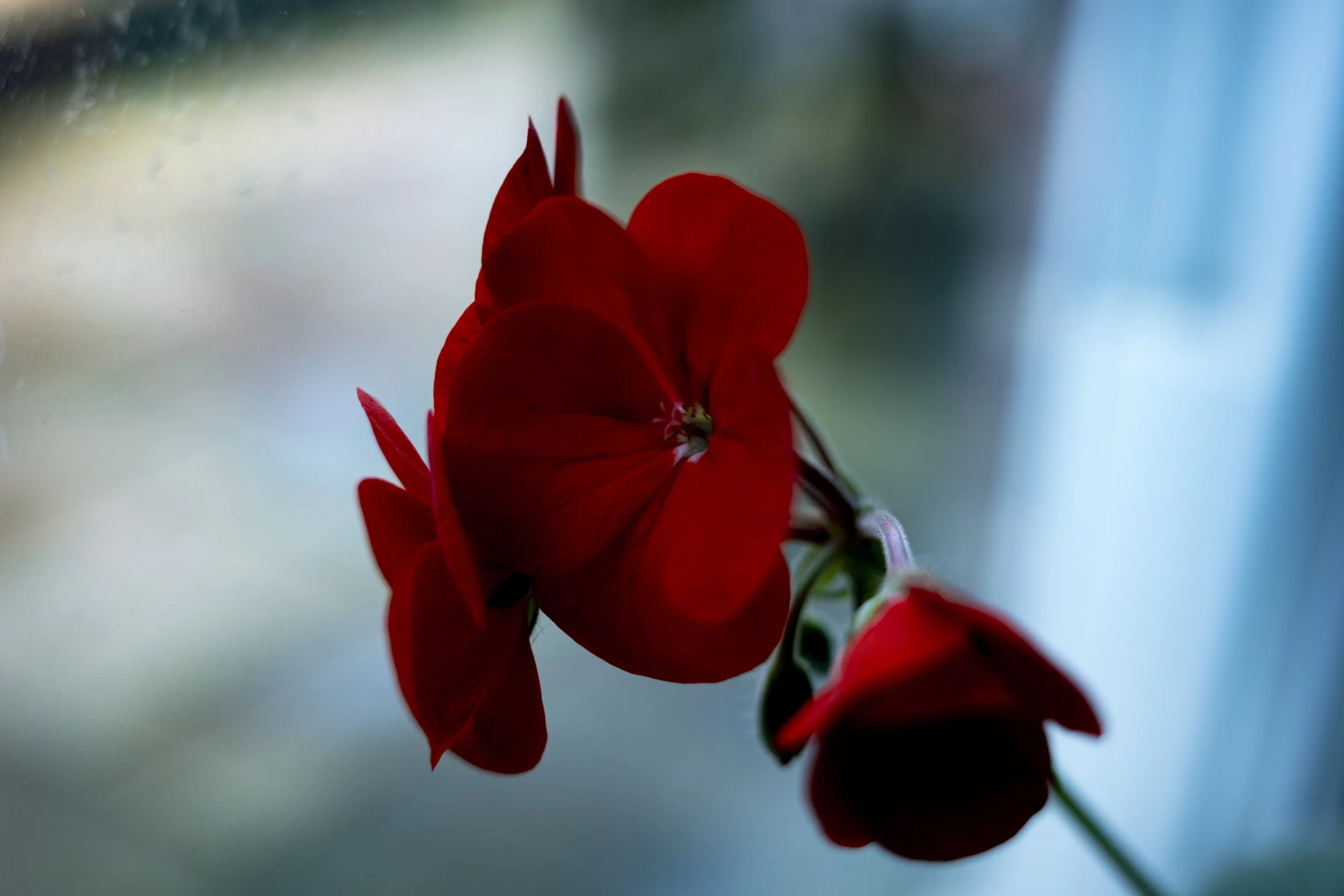 Close-up of a red flower, possibly a bougainvillea, with a blurred background.