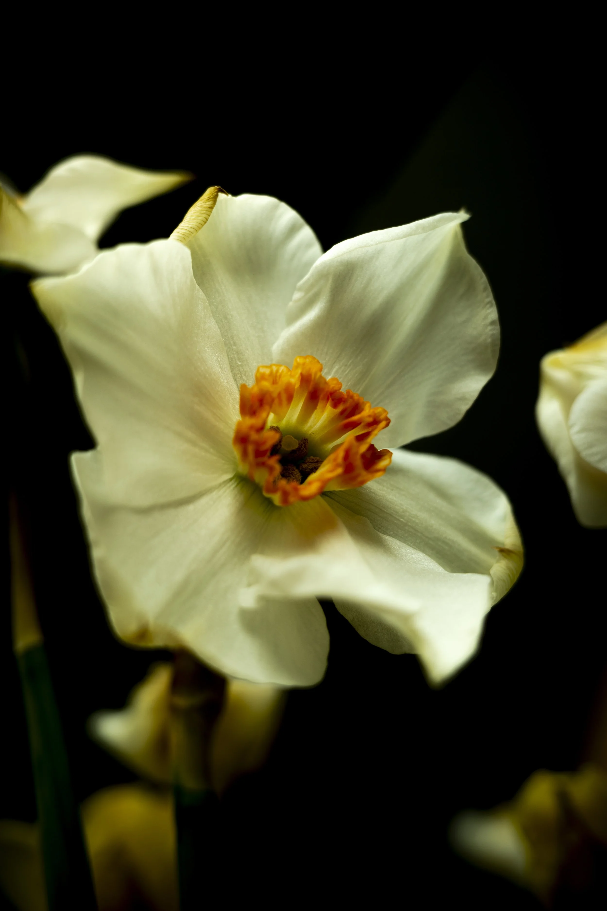 Close-up of a white flower with orange stamens against a black background.