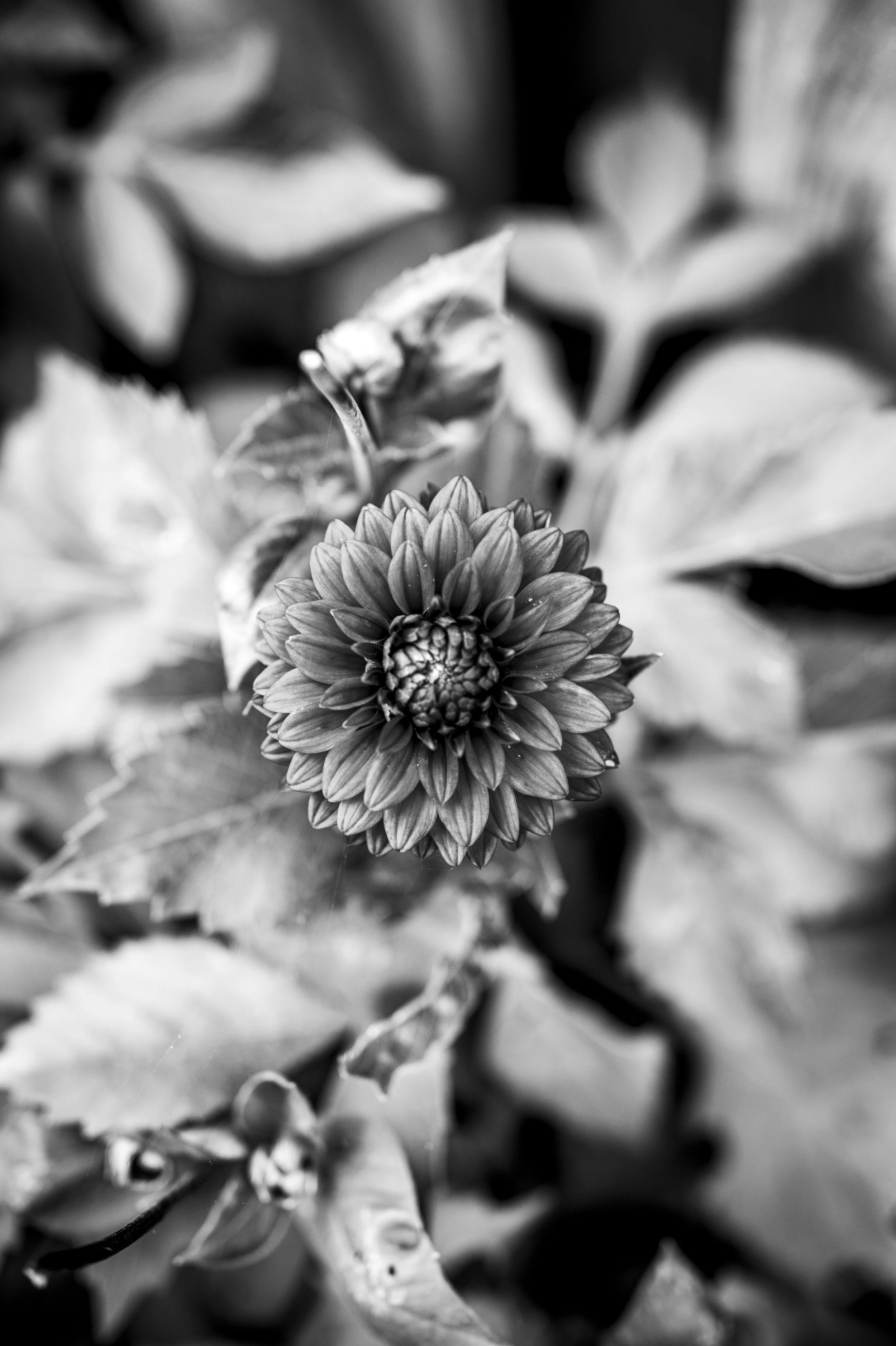 A black and white close-up photo of a flower with multiple small petals, placed atop leafy foliage.