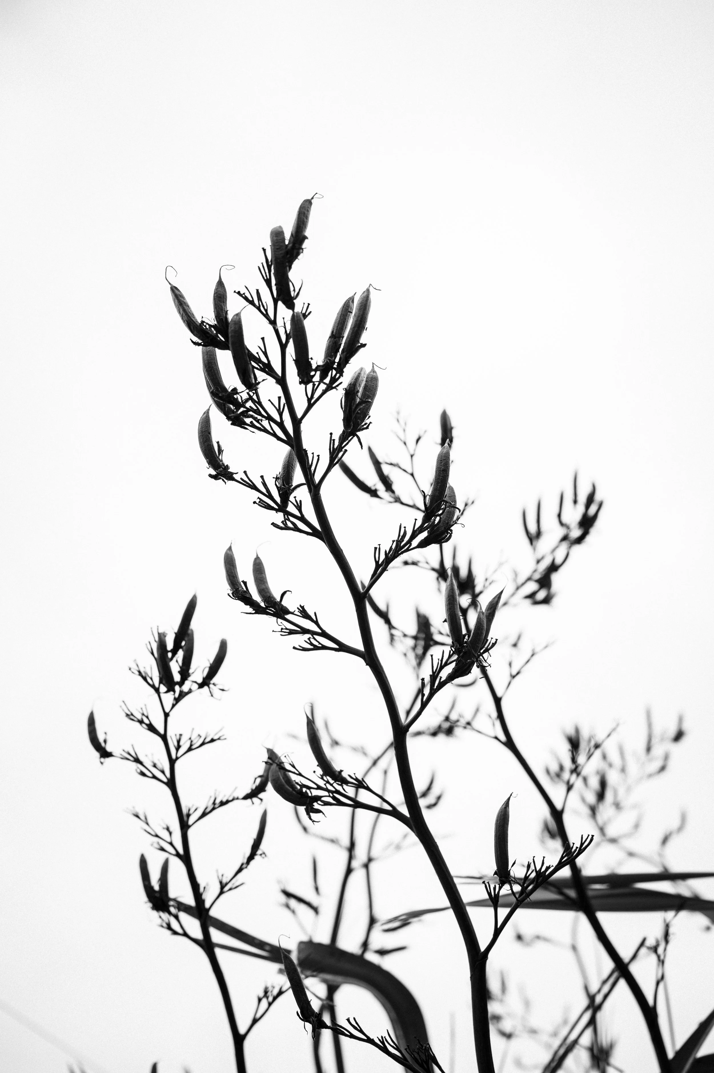 Black and white photo of a plant with slender branches and elongated seed pods against a plain sky background.