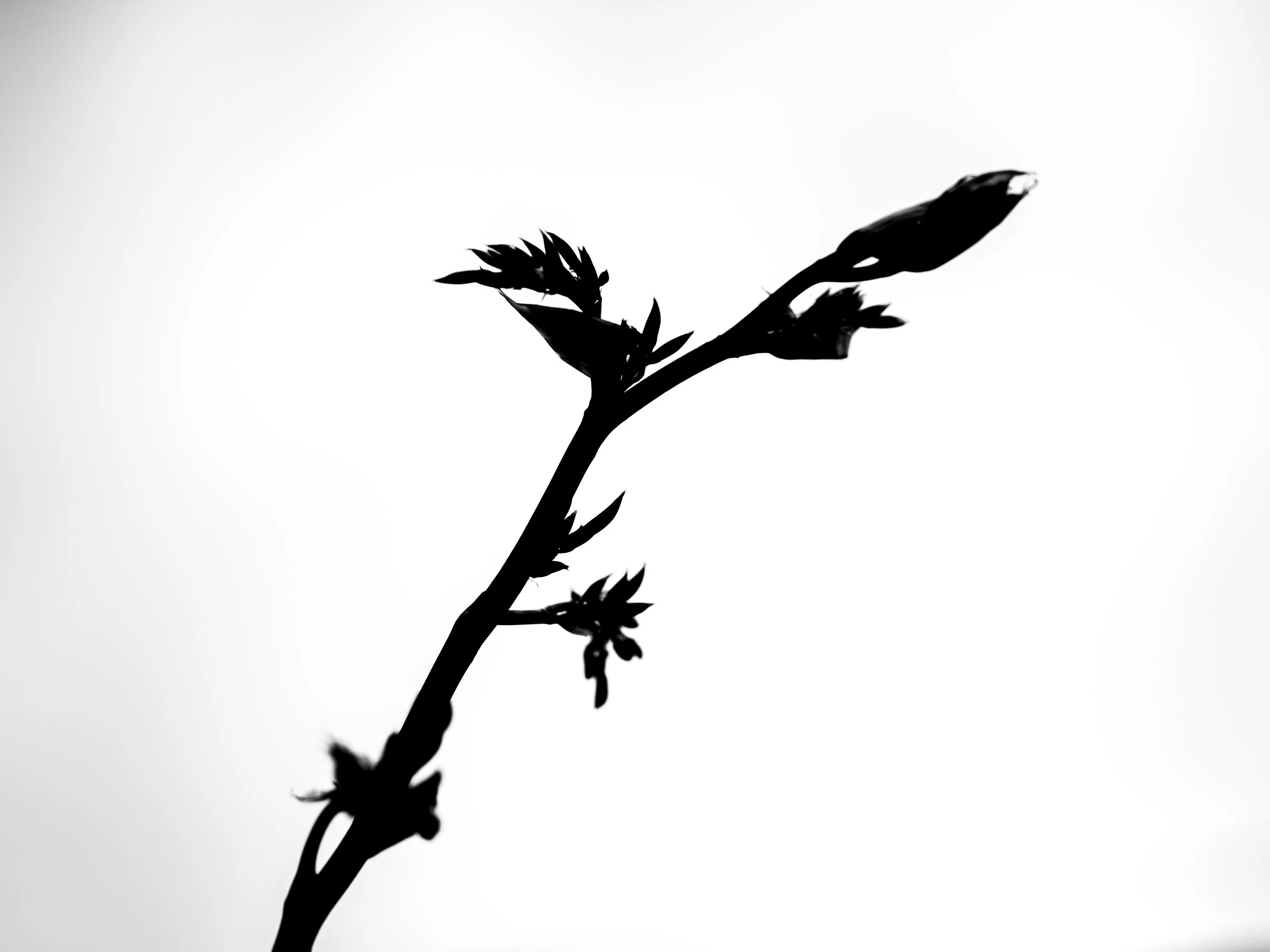 Silhouette of a plant with small leaves and buds against a bright sky.
