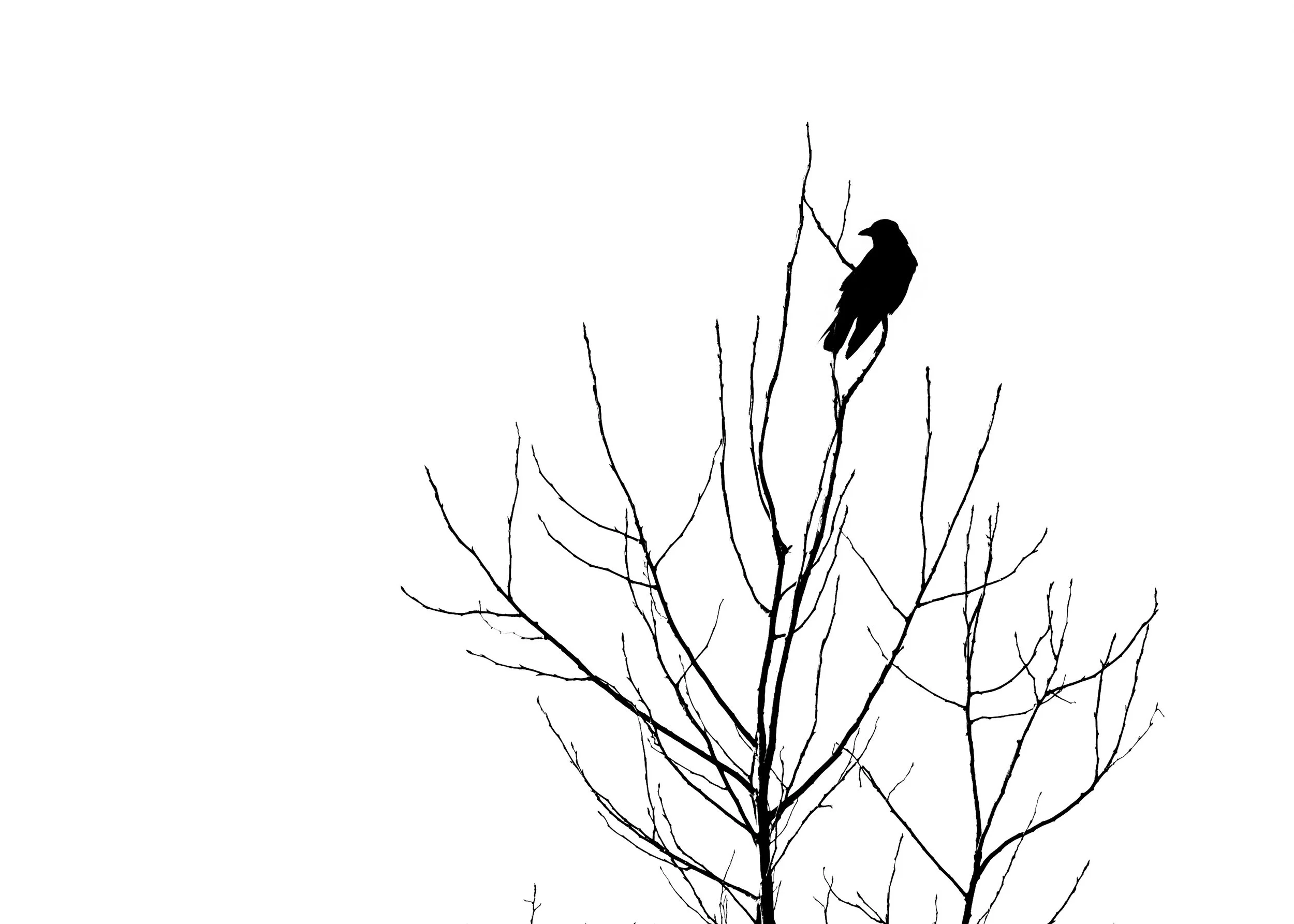 Silhouette of a bird perched on a branch of a leafless tree against a white background.