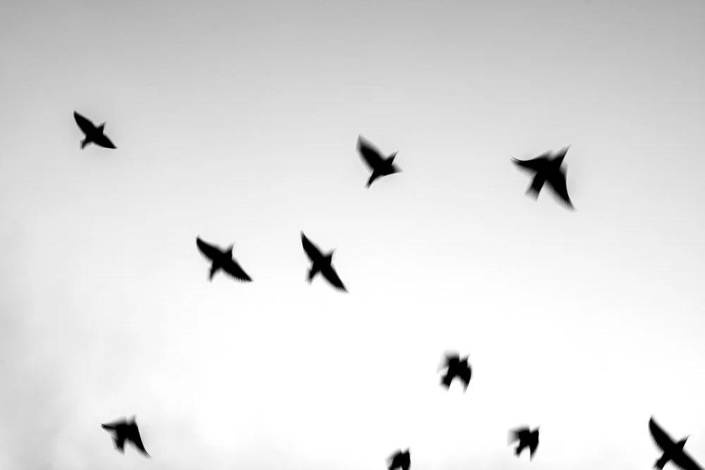 A flock of black birds flying in the sky.
