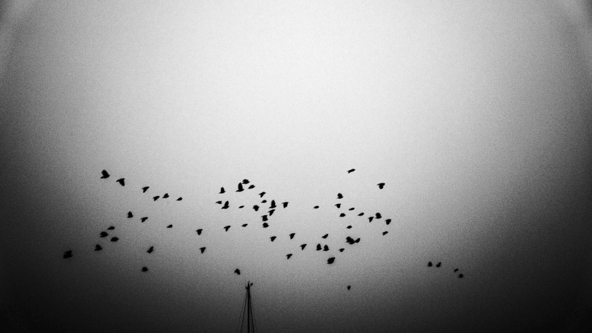 Silhouette of a flock of birds flying in the sky with a tall, thin structure at the bottom center of the image.