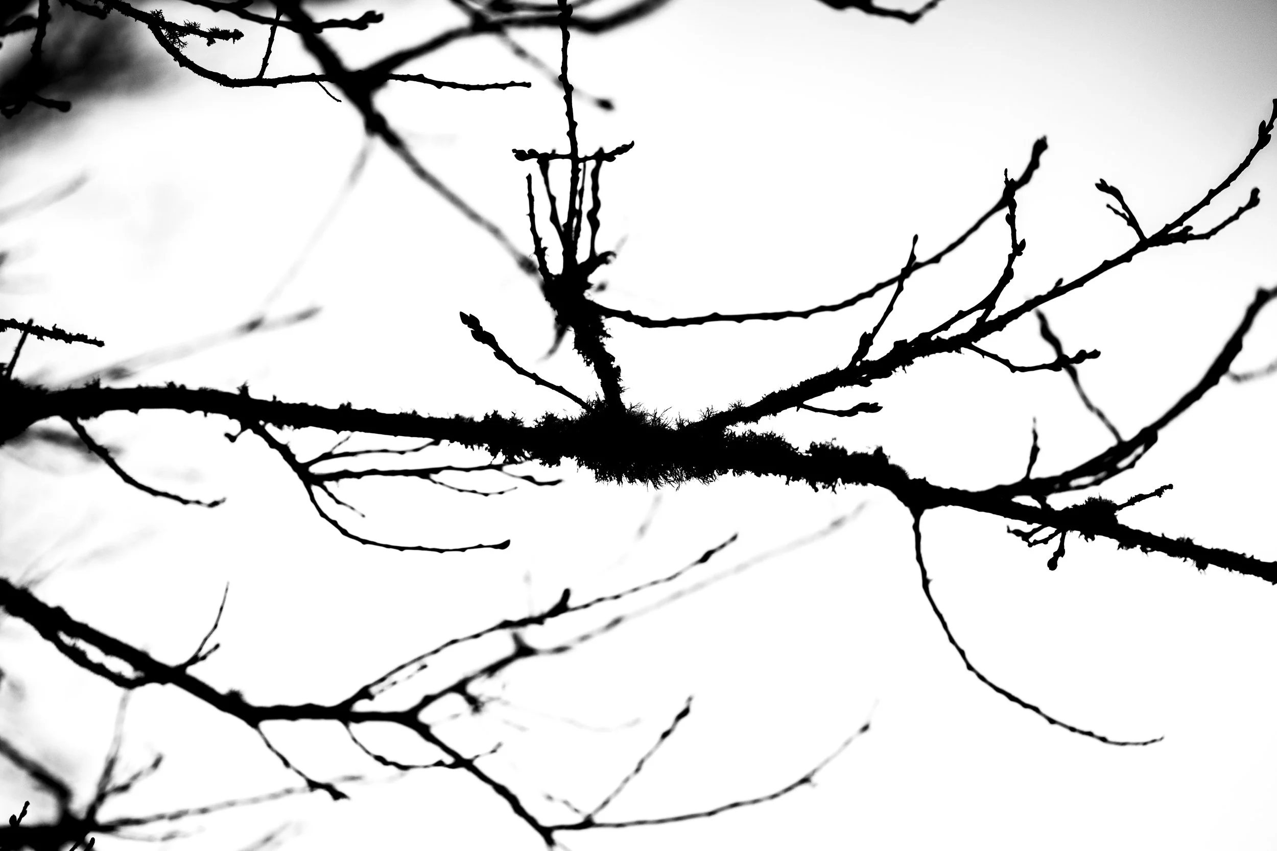 Close-up of bare tree branches silhouetted against a white sky.