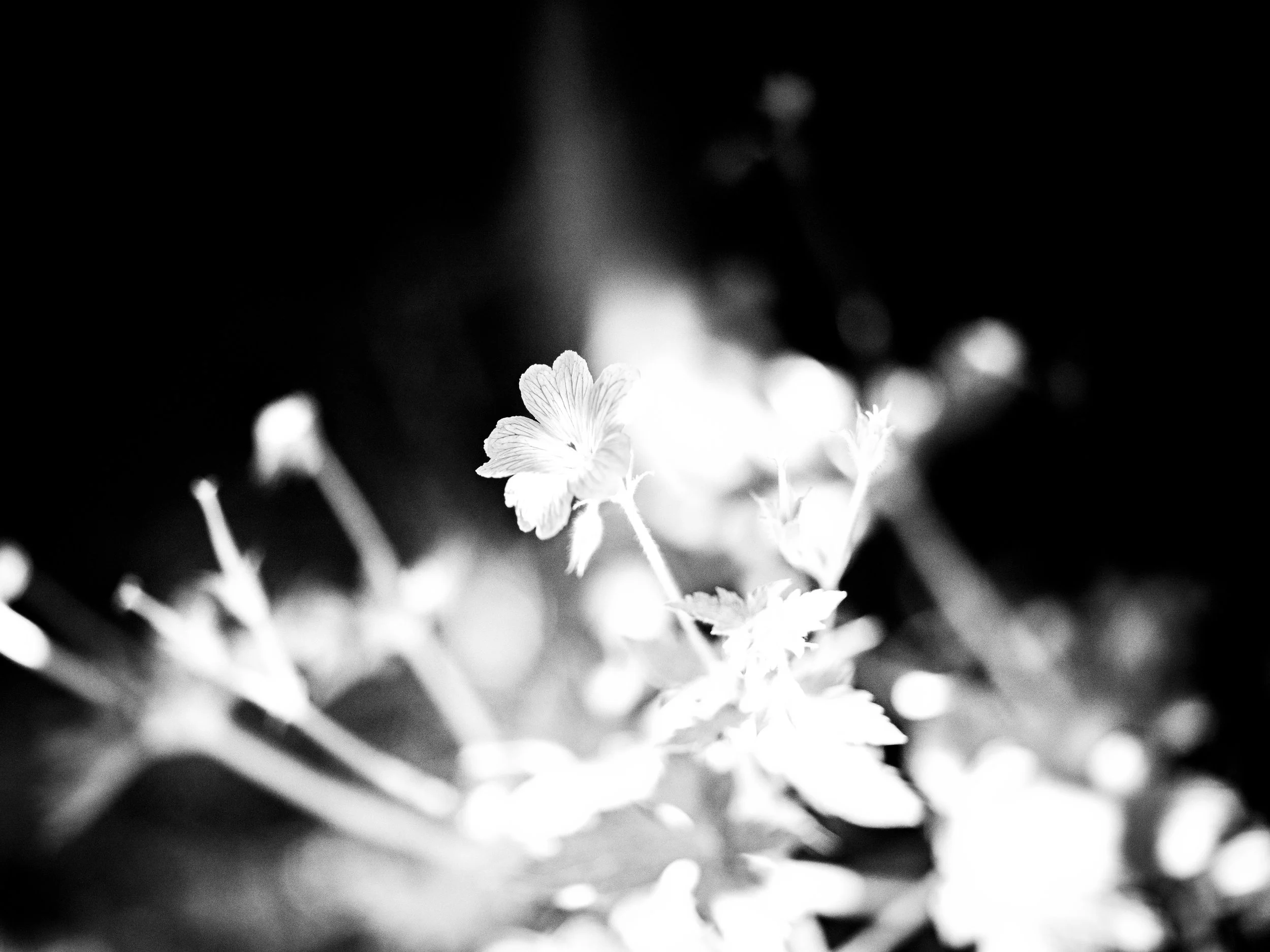Close-up of a flower with delicate, light-colored petals in black and white, surrounded by blurred leaves and background.