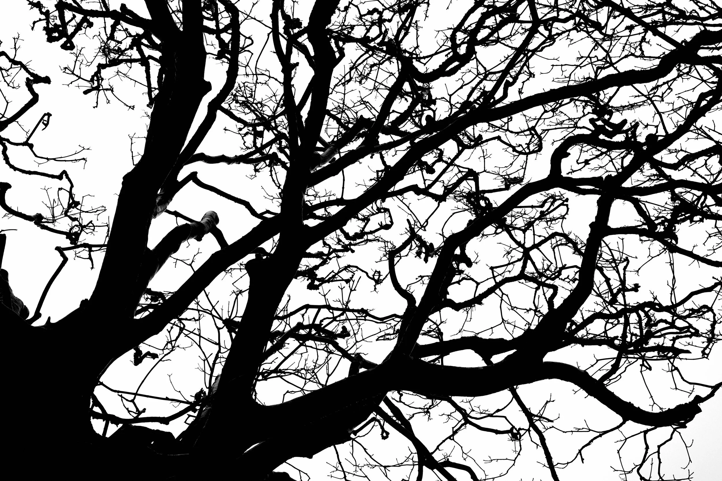 Silhouette of a large, leafless tree with many twisted branches against a white sky.