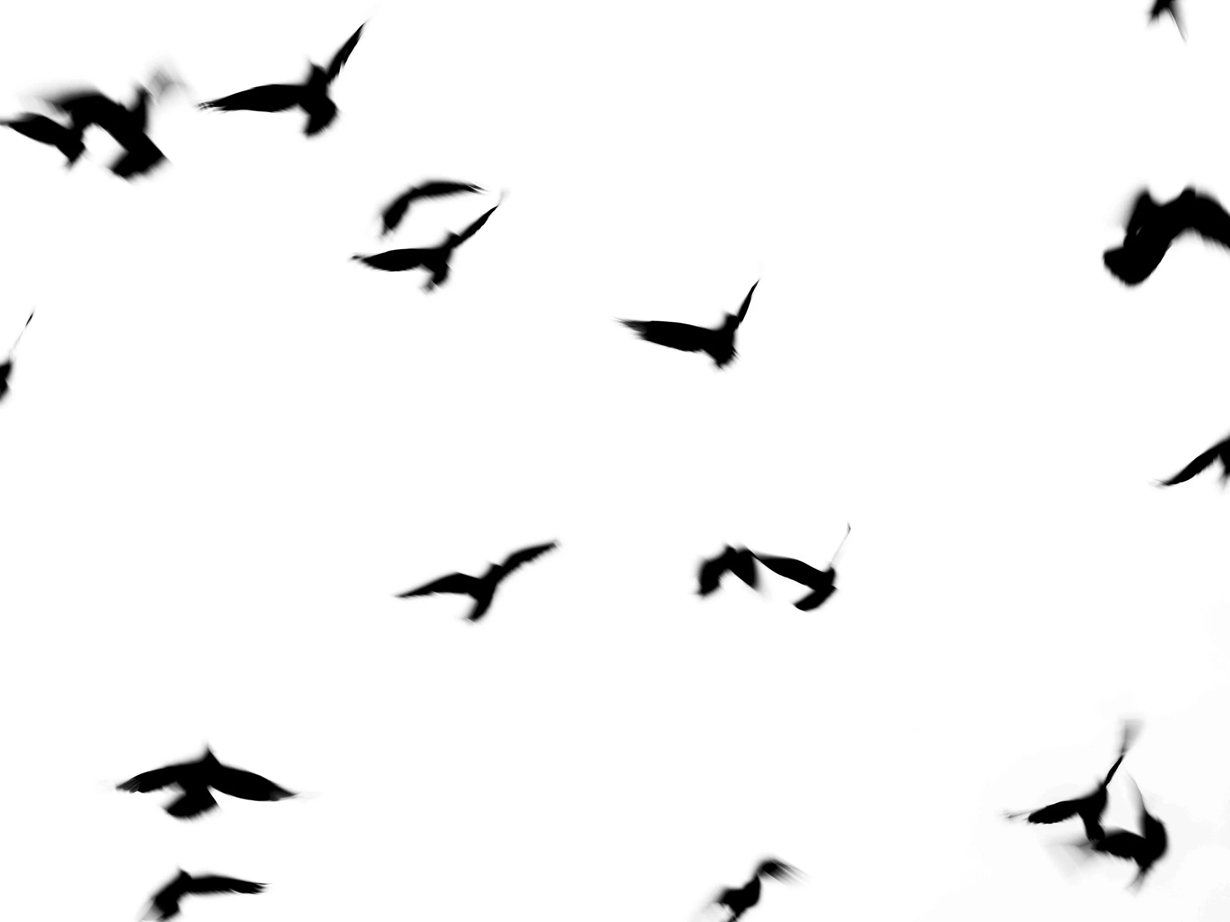 Silhouette of birds flying against a white sky.