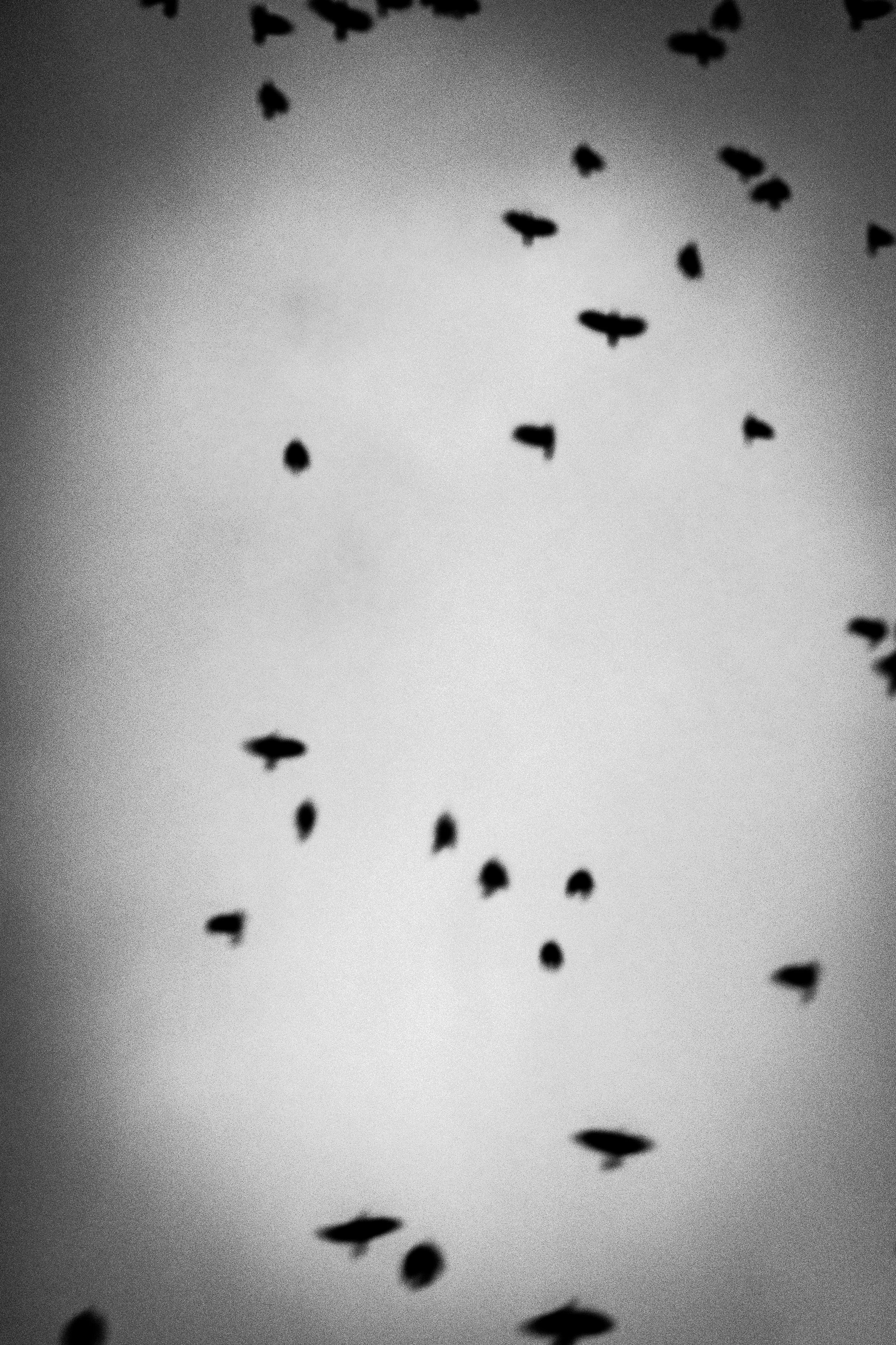 Black silhouettes of birds flying against a gray sky.