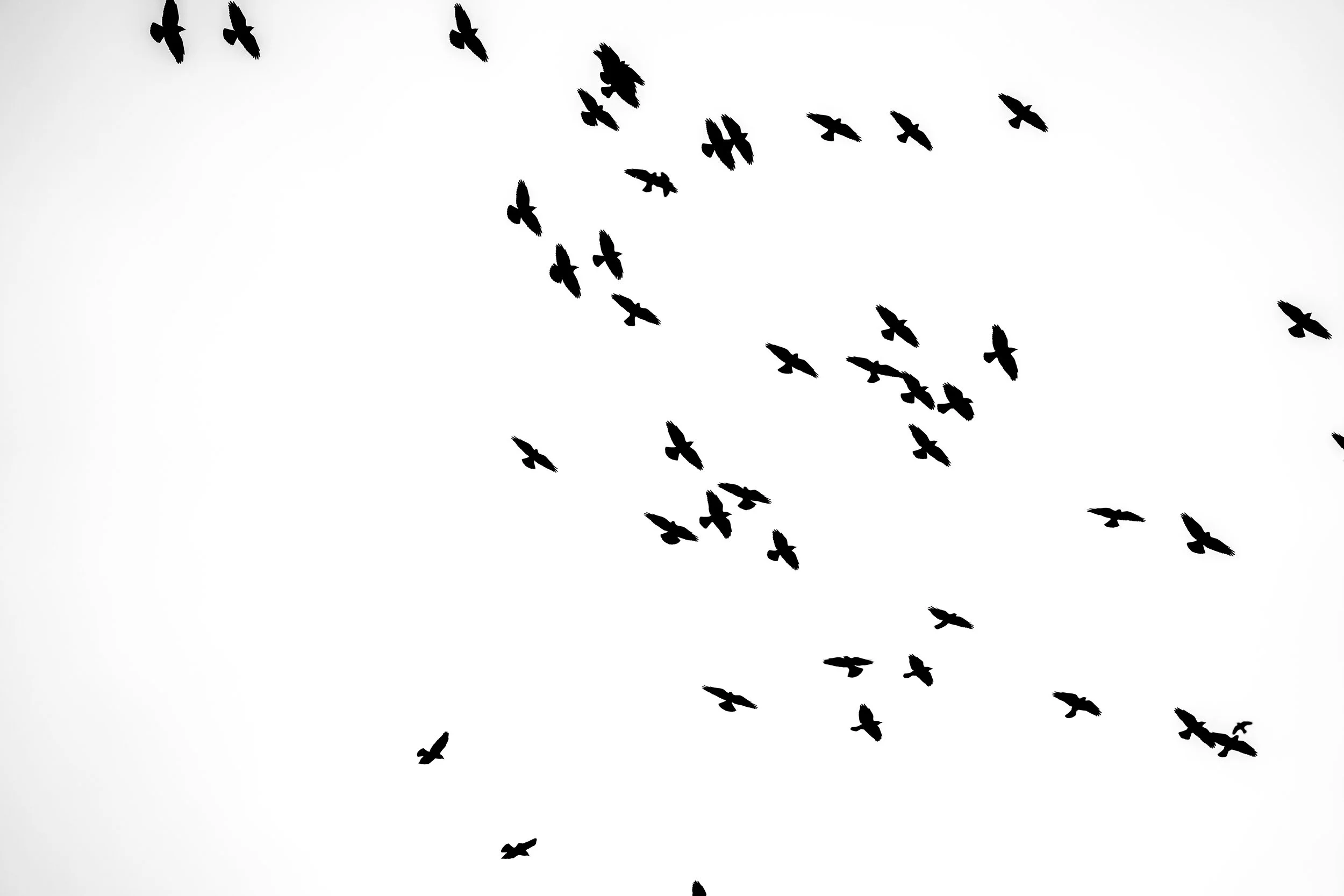 Silhouettes of birds flying against a light, overcast sky.