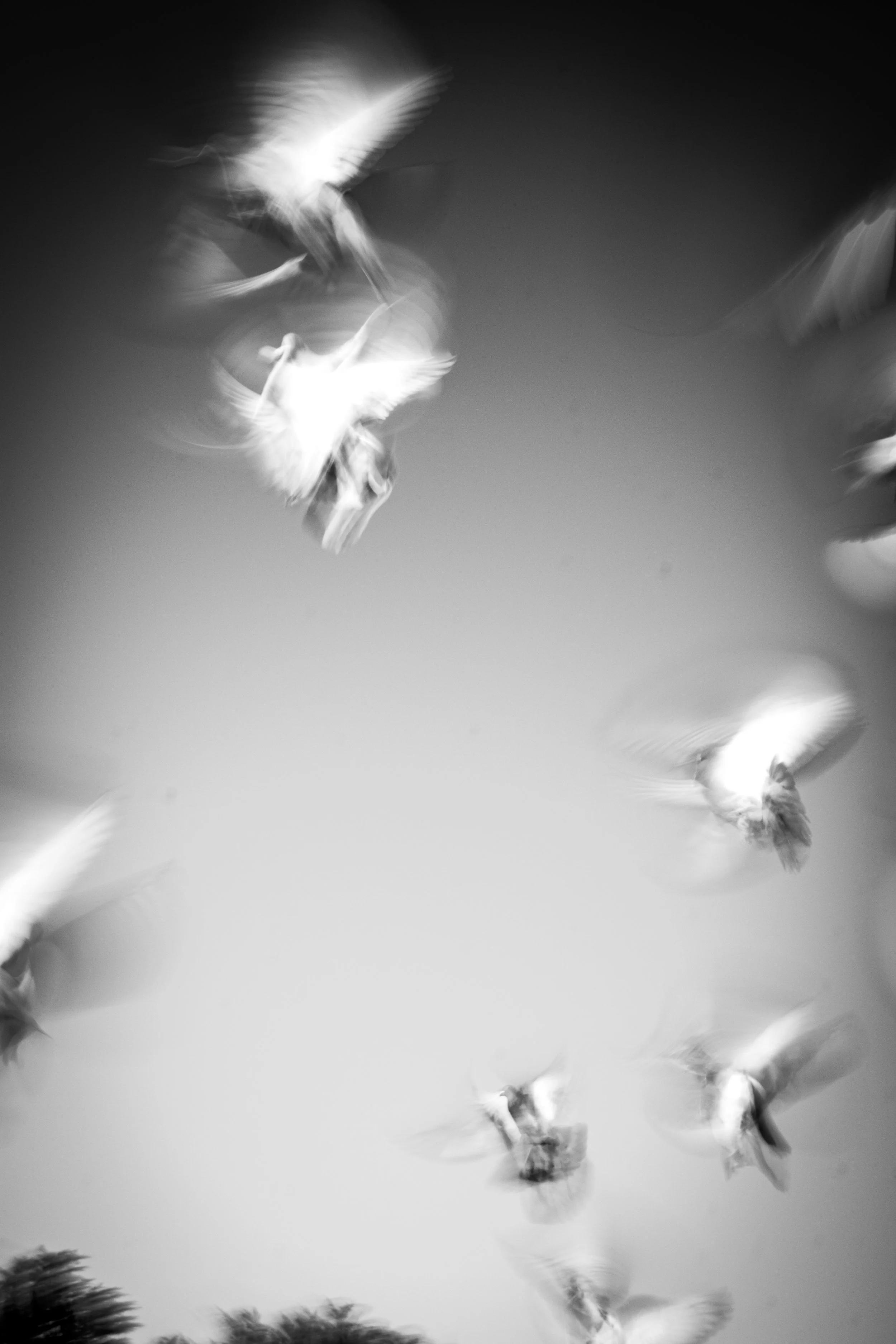 Black and white photograph of several birds flying in the sky, some with wings in motion, with blurred background and a silhouette of trees at the bottom.