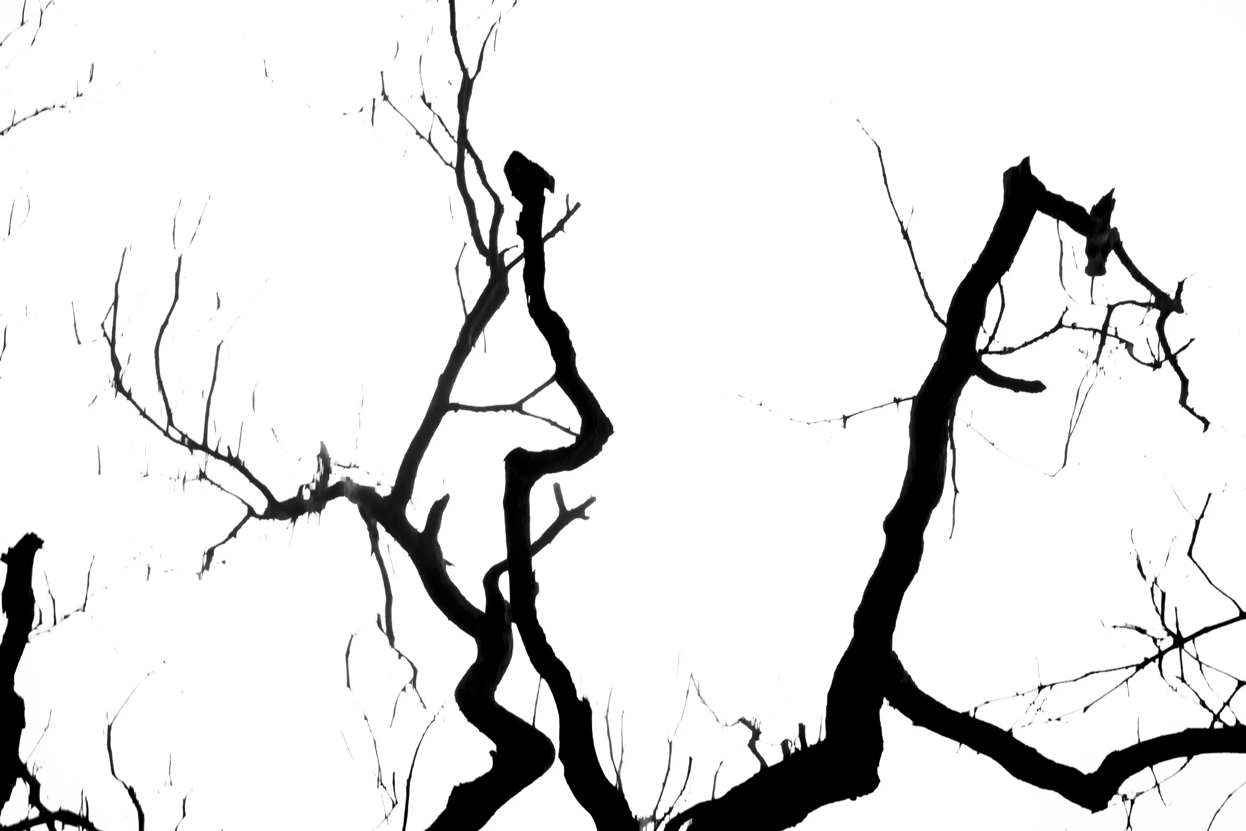 Black silhouette of tree branches against a white background.