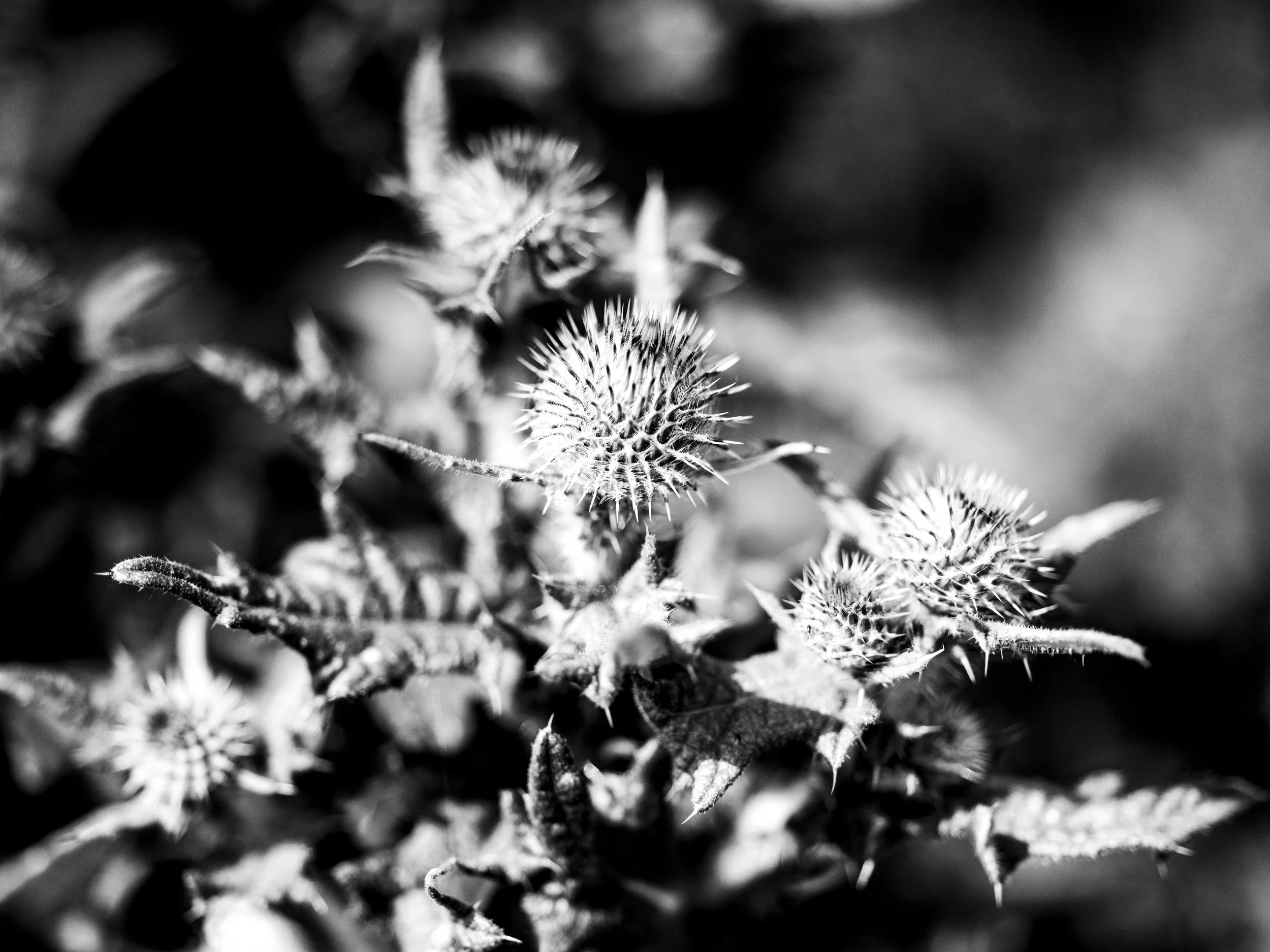 Black and white close-up of spiky thistles from a plant, with a blurred background.