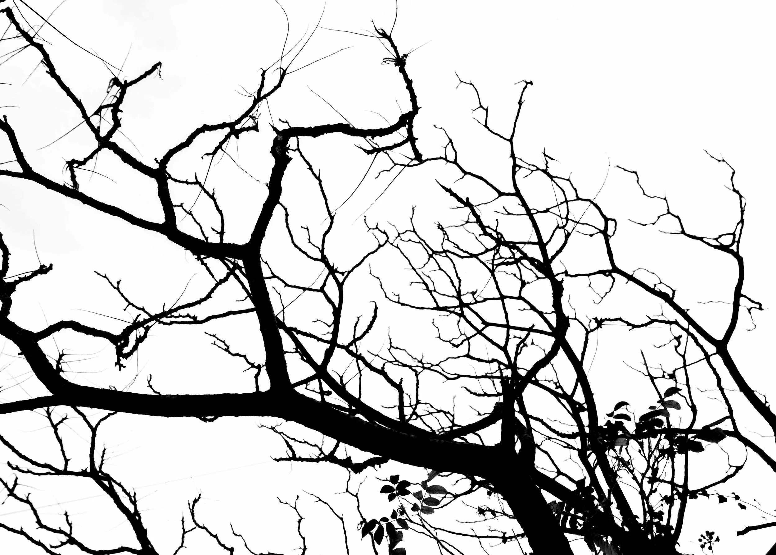 Black tree branches without leaves against a white sky.