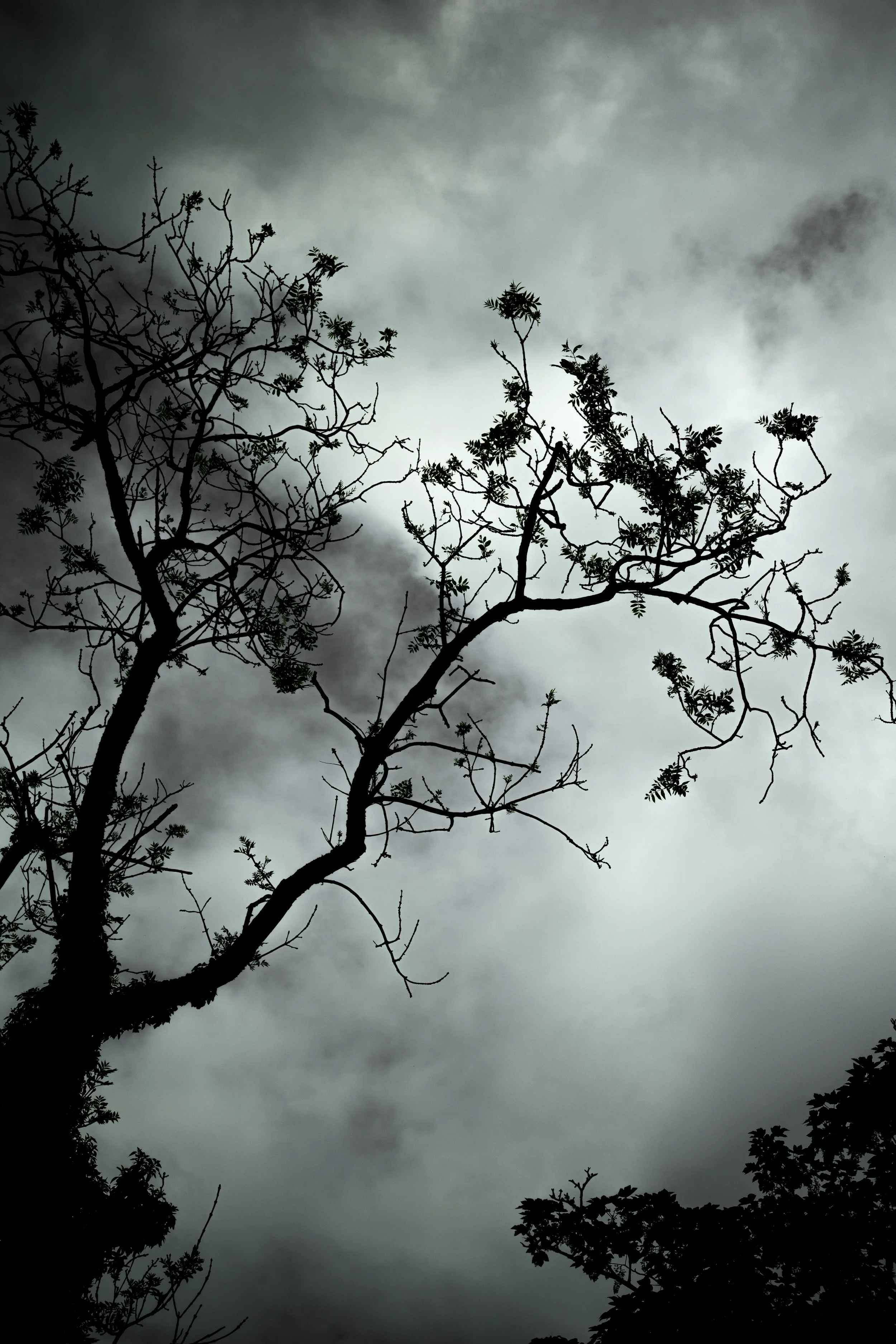 Dark, cloudy sky with the silhouette of leafless and leafy tree branches.