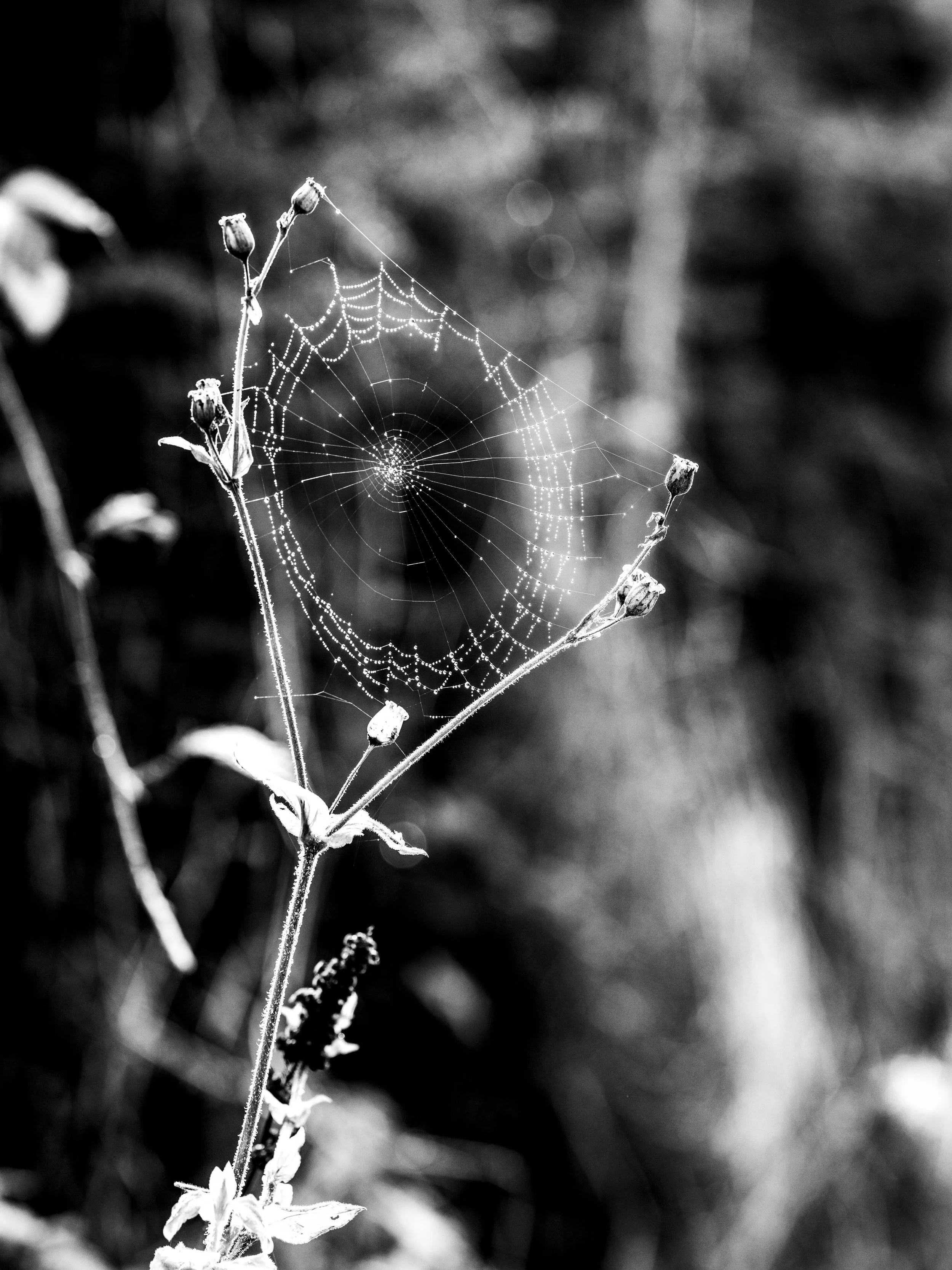 Close-up black-and-white photo of a spider web with tiny dew drops on it, attached to dried plants.