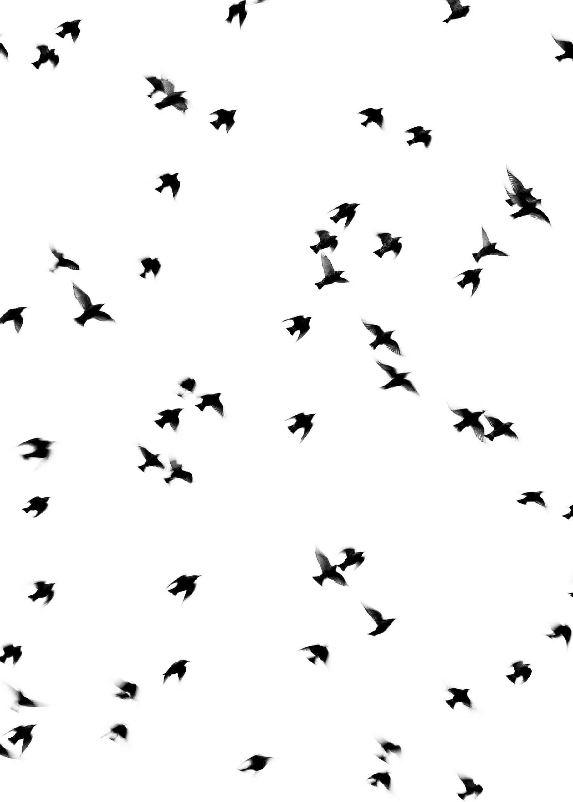 Silhouettes of birds flying in the sky against a white background.