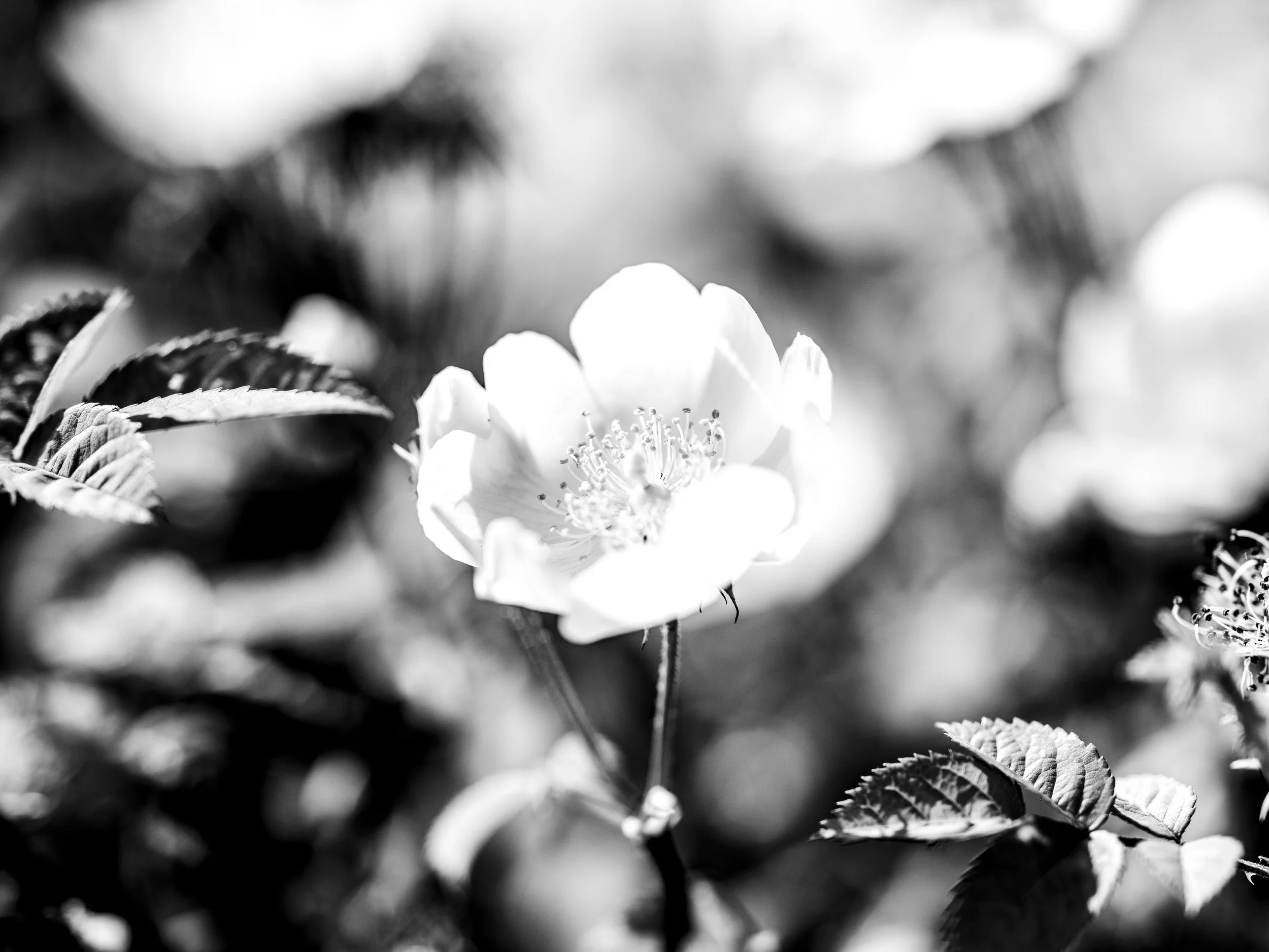 Black and white close-up of a flower with surrounding leaves.