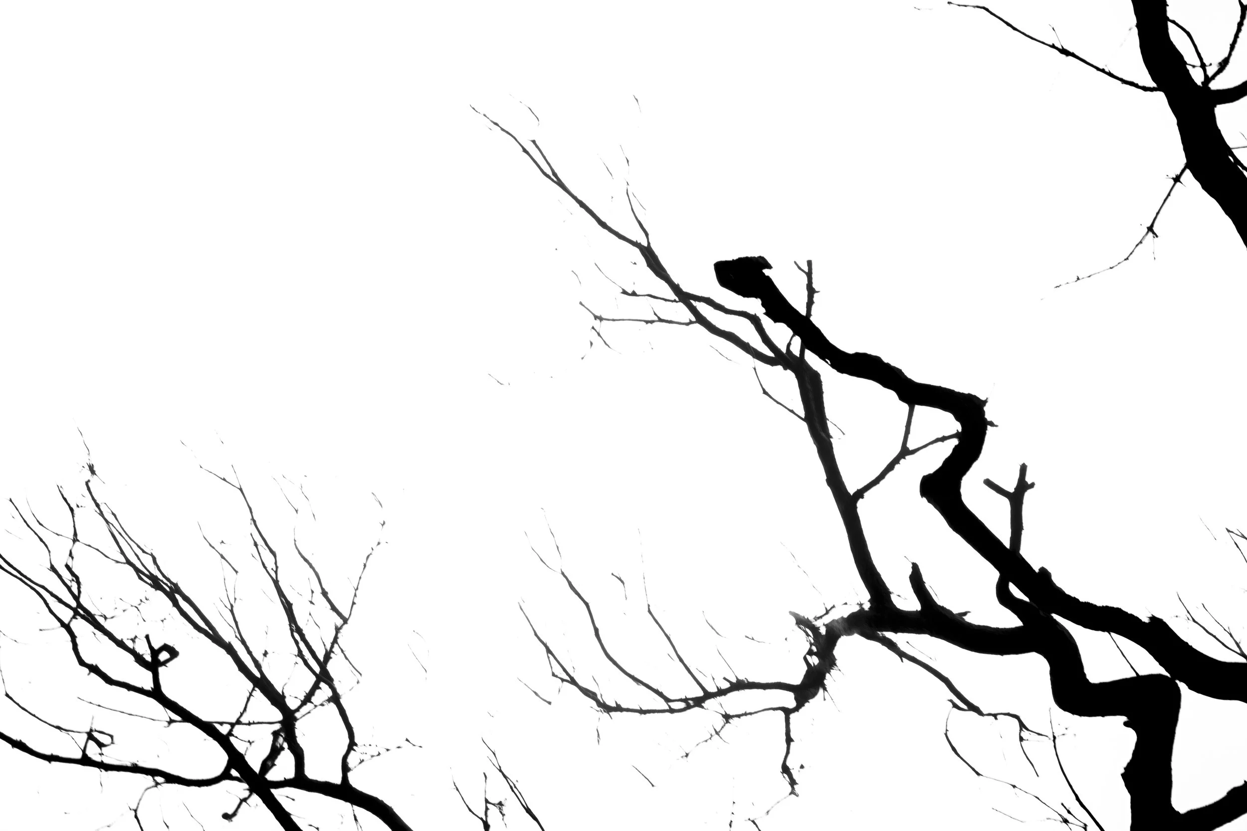 Black silhouette of leafless tree branches on a white background.