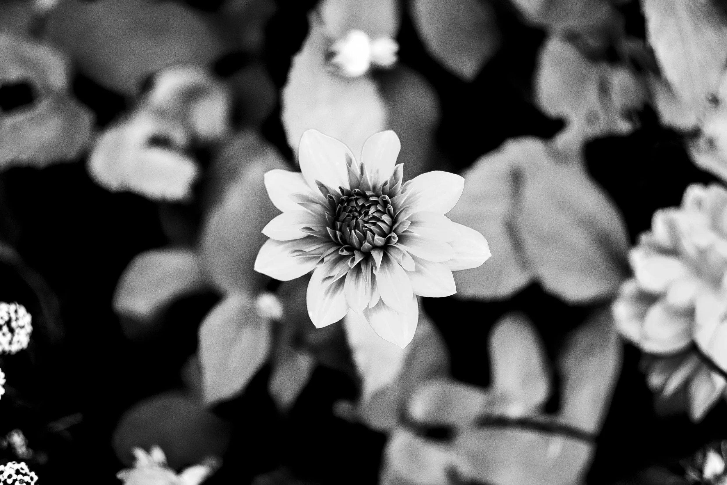 A black and white photograph of a single flower blooming amidst blurred background flowers and foliage.