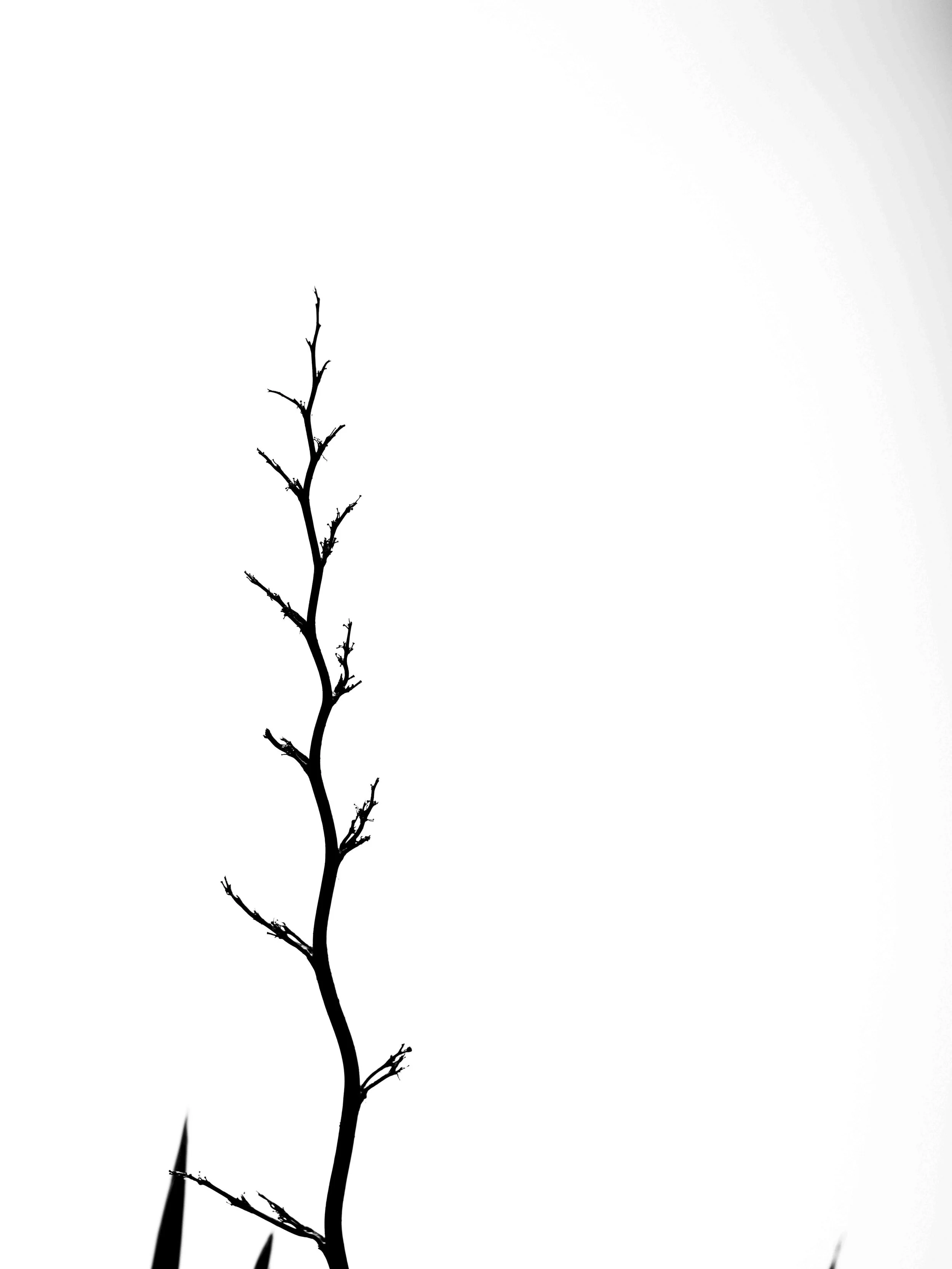 A black, leafless, thorny plant or branch against a white background.
