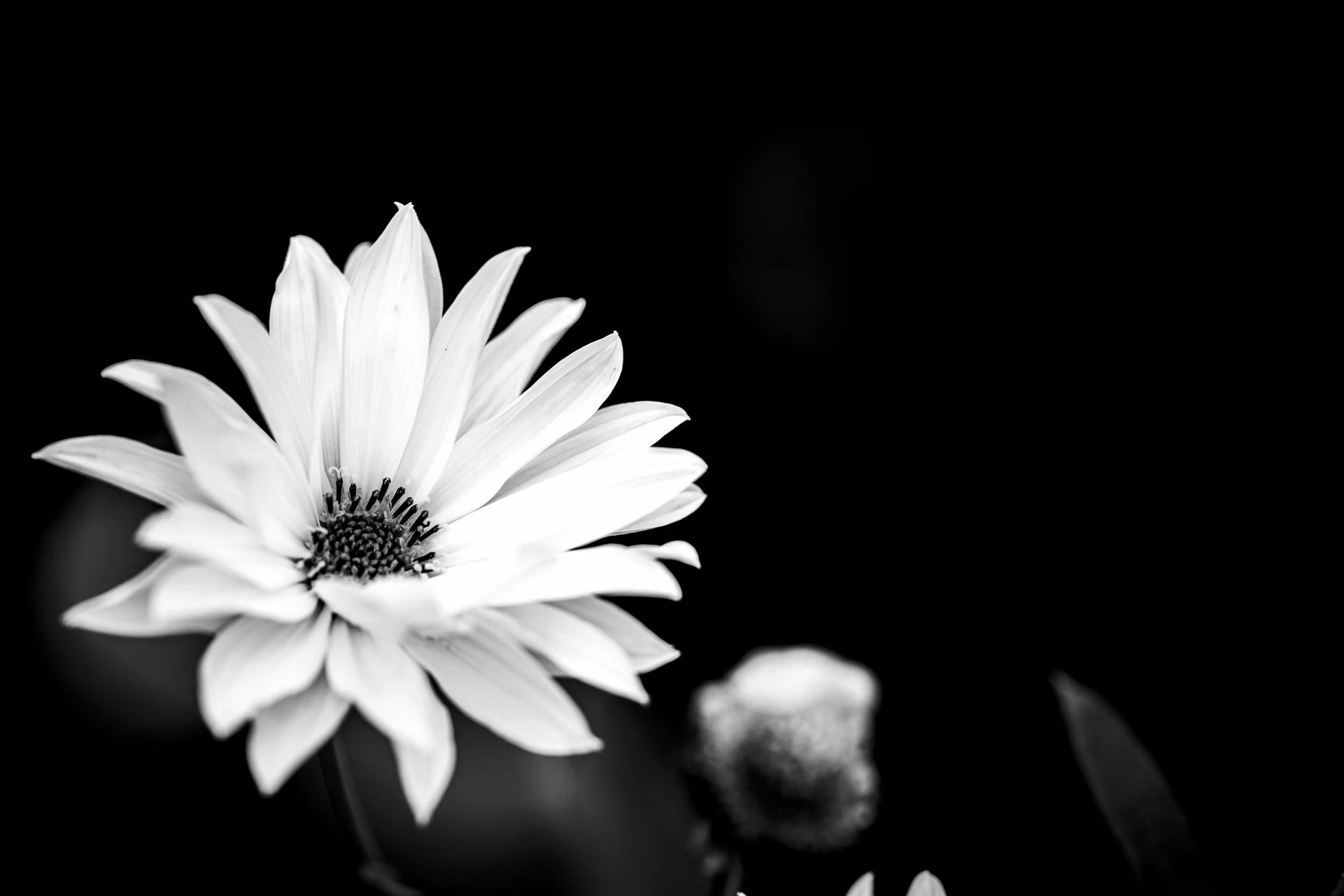 A black and white close-up photograph of a flower, likely a daisy, with detailed petals and a dark center against a black background.