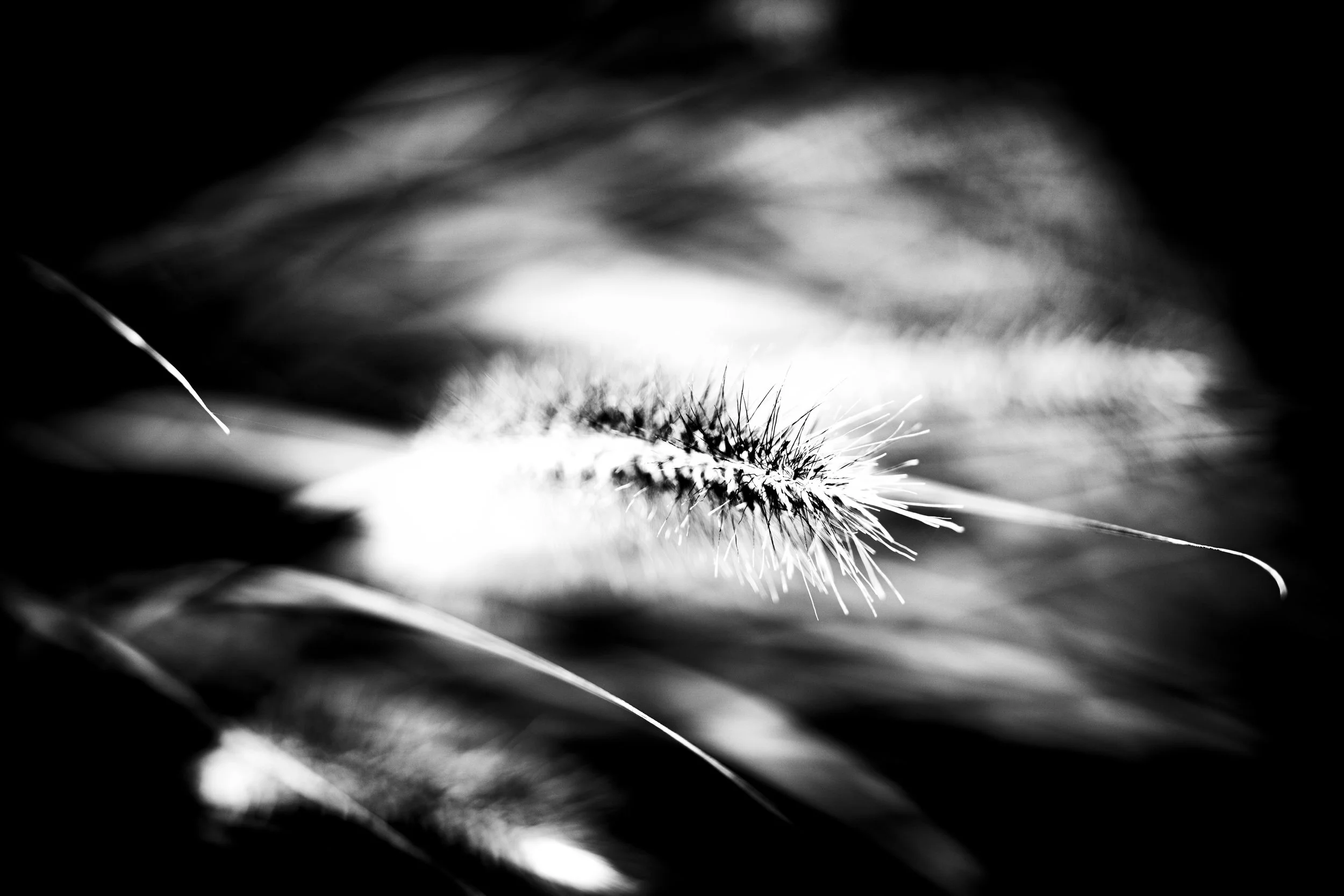 Close-up black and white photograph of a feather with detailed barbs and a central shaft, against a dark background.