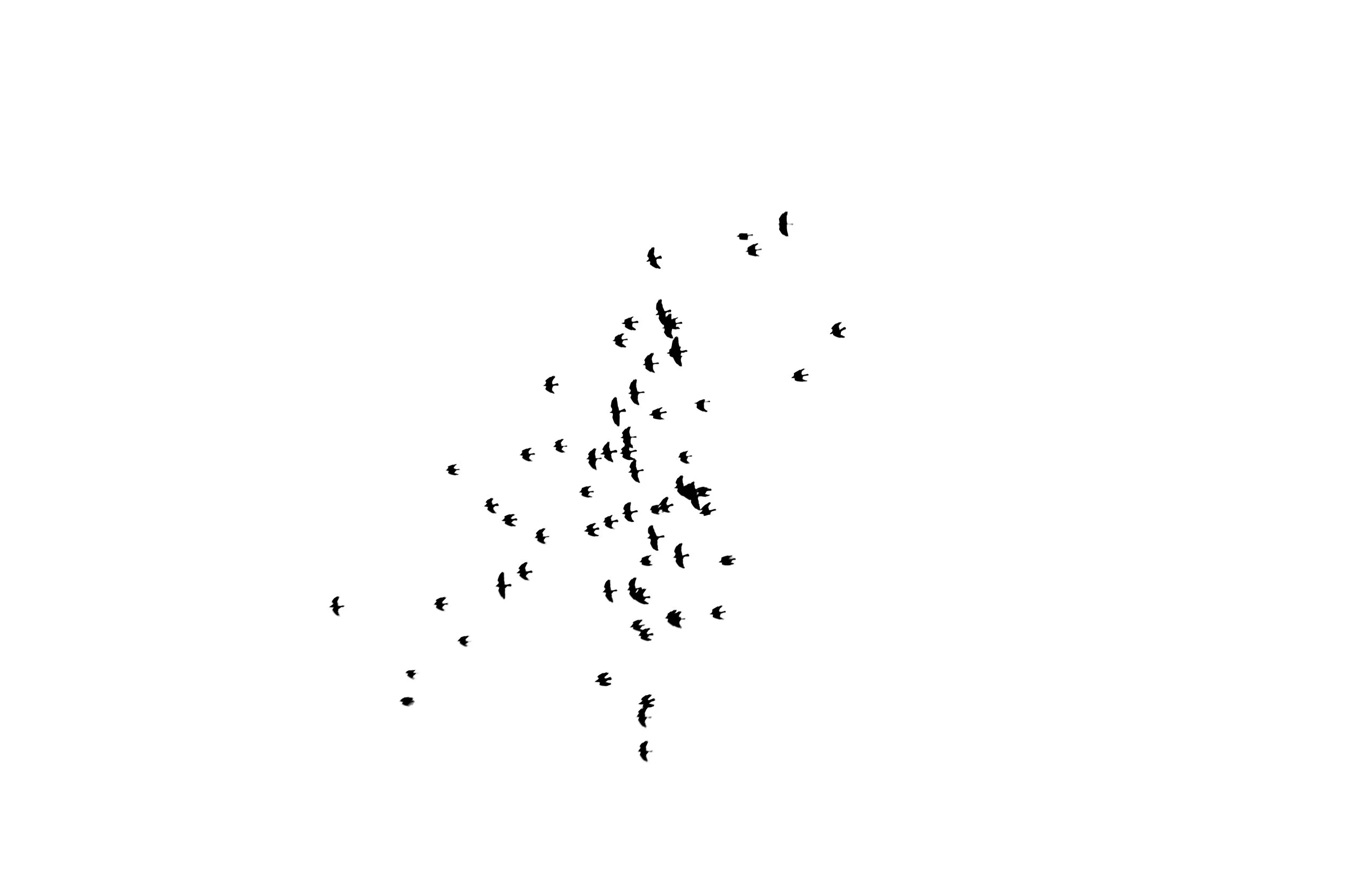 Silhouette of a flock of birds flying in various directions against a white sky.