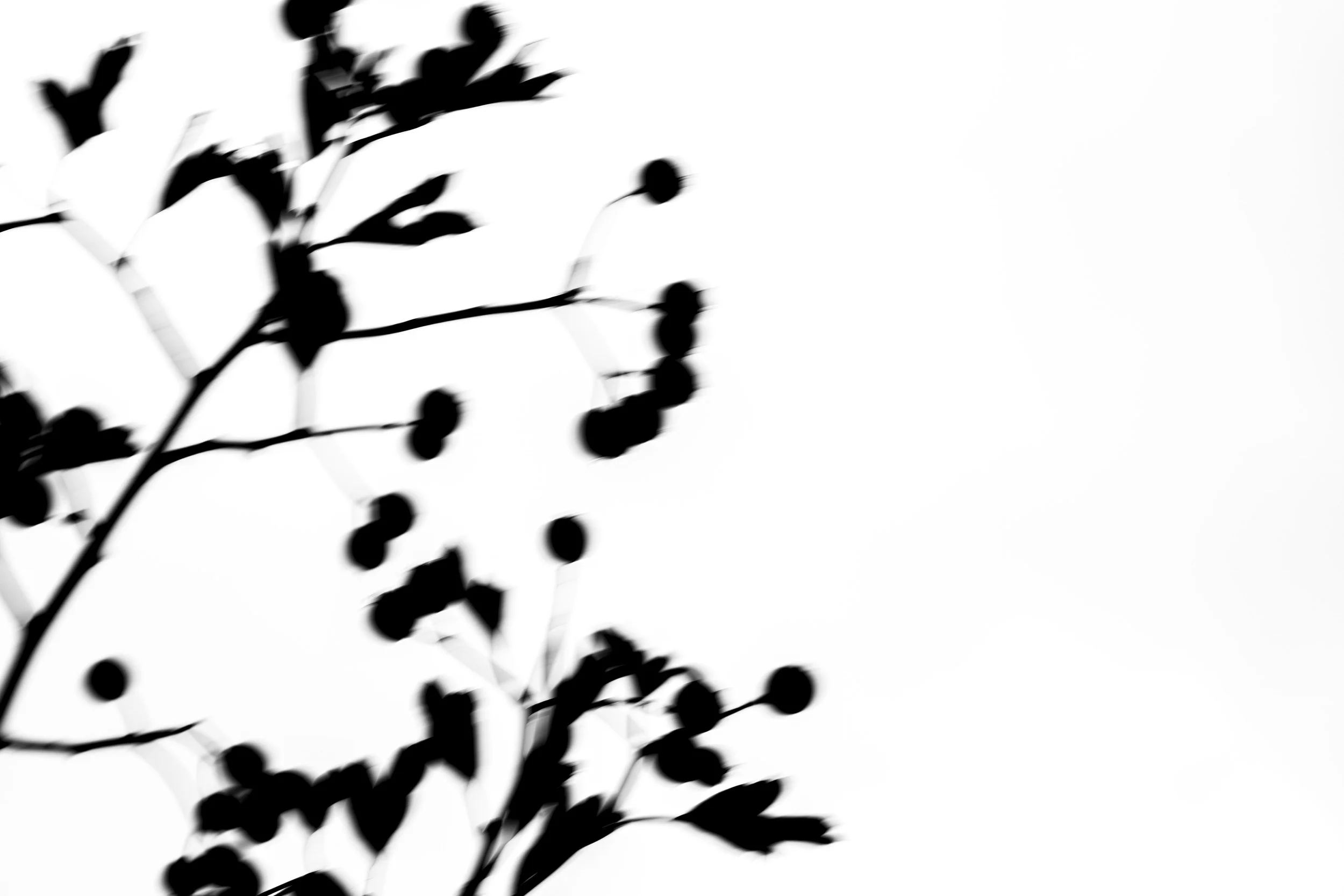 Black silhouette of a plant branch with small leaves and buds against a white background.