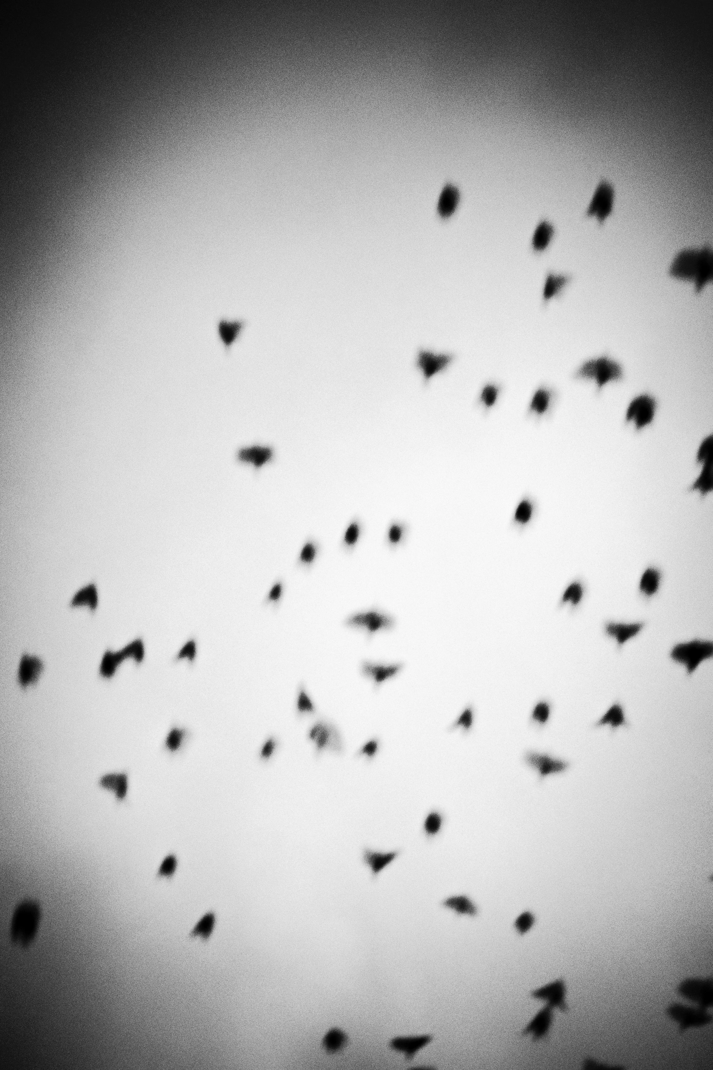 Black silhouettes of birds flying against a light background, creating a dynamic pattern of movement.