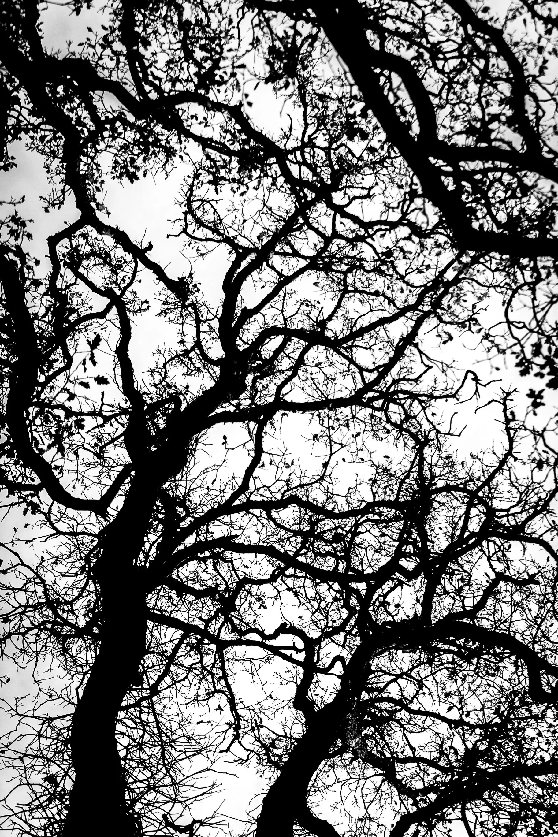 Silhouette of a large, leafless tree with complex twisted branches against a cloudy, overcast sky.