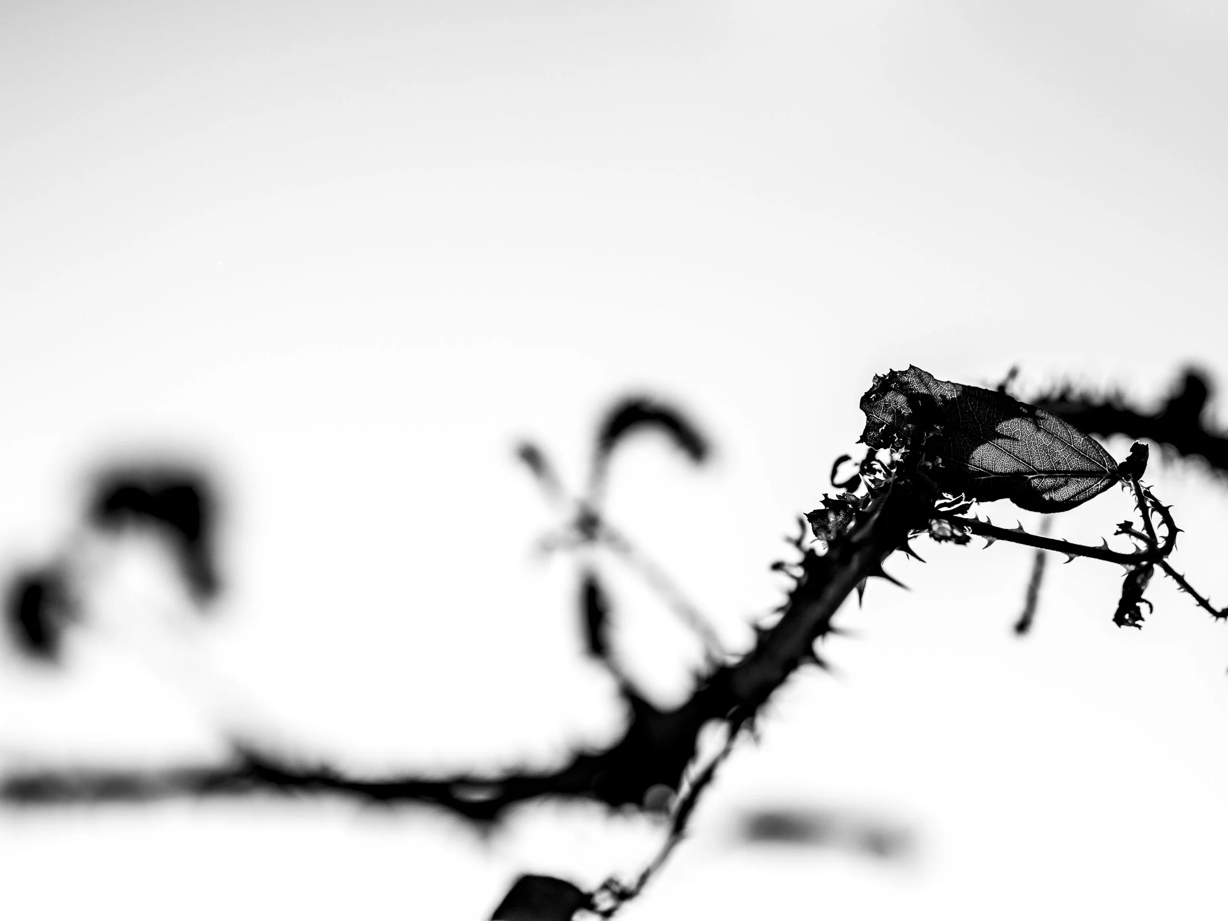 Black and white close-up photo of a leaf on a branch, with a blurred background and high contrast.