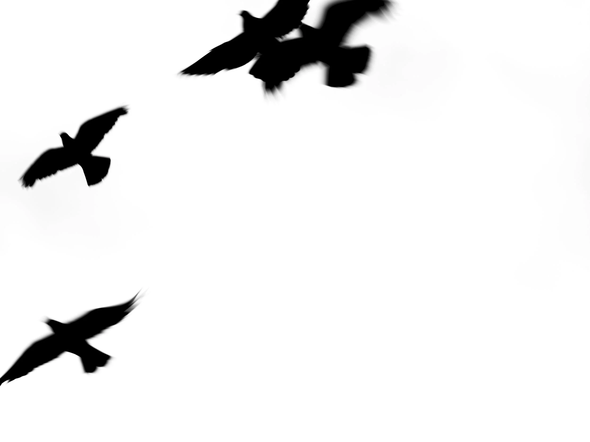 Silhouettes of birds flying against a plain white background.