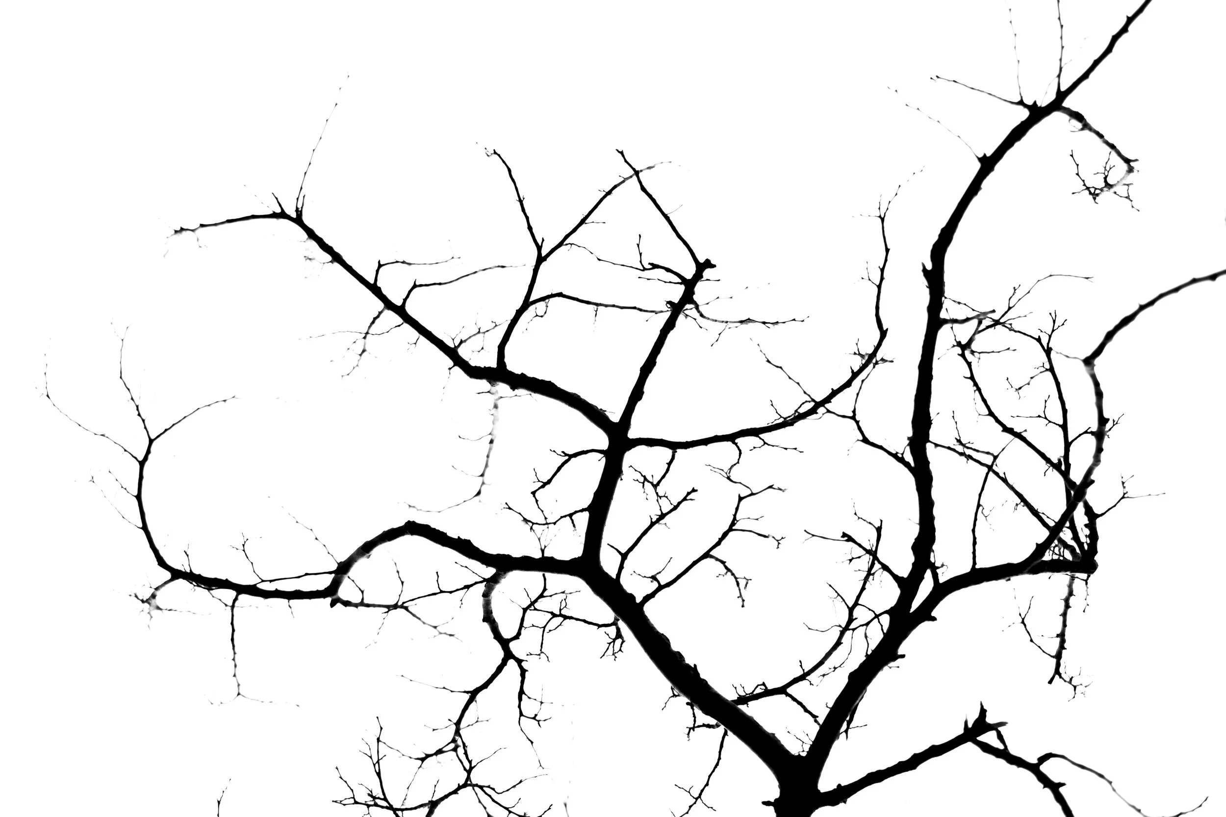 Black silhouette of bare tree branches against a white background.