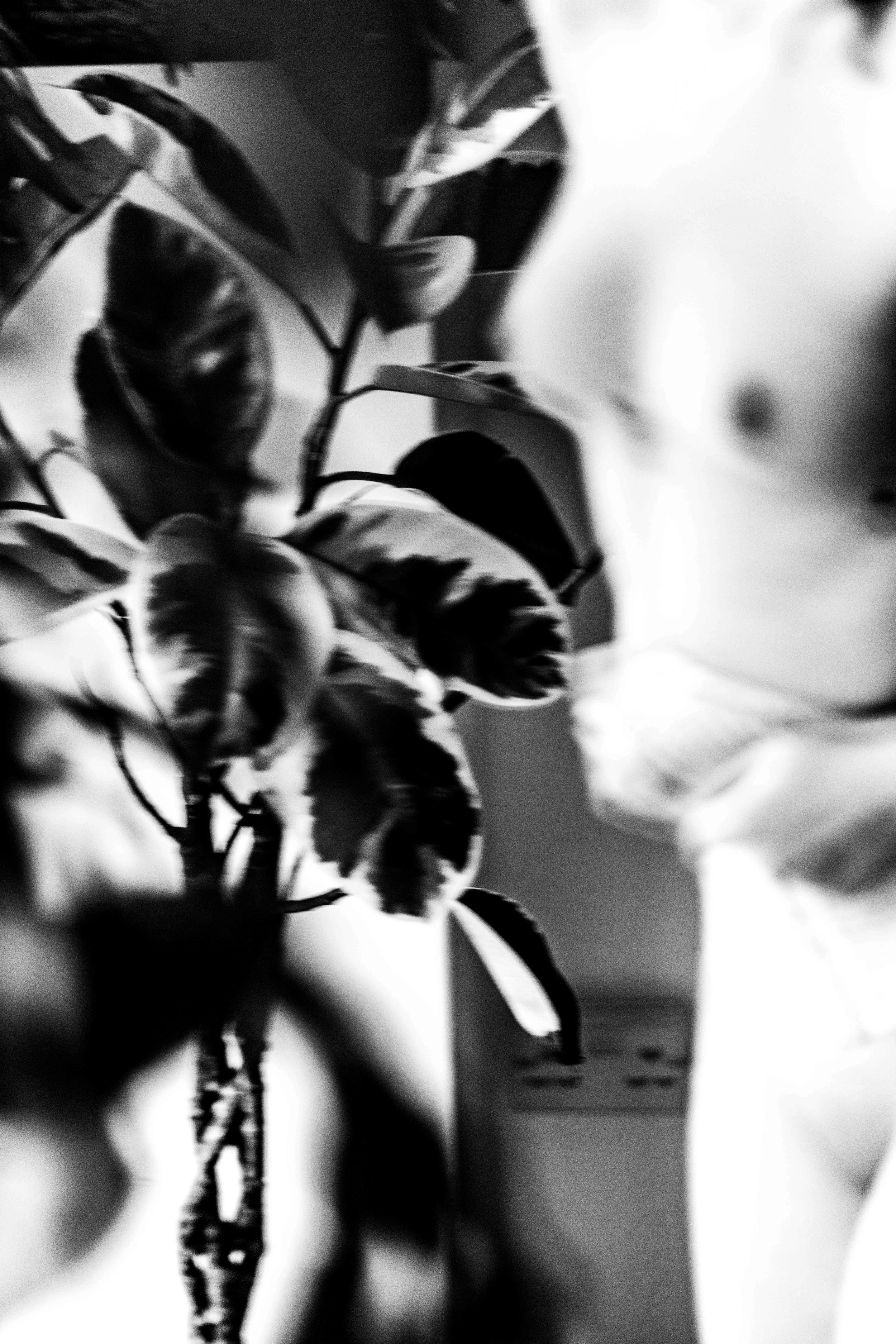 Close-up black and white photo of a person in a plastic bag and a plant with broad leaves.