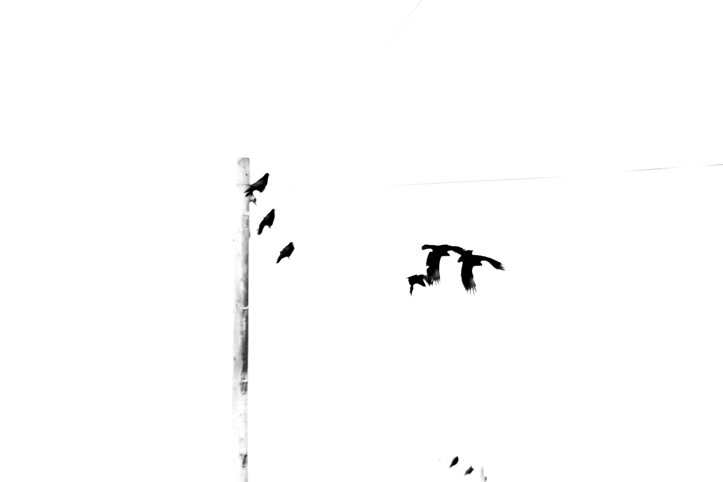 Several black birds flying around a tall utility pole against a stark white background.