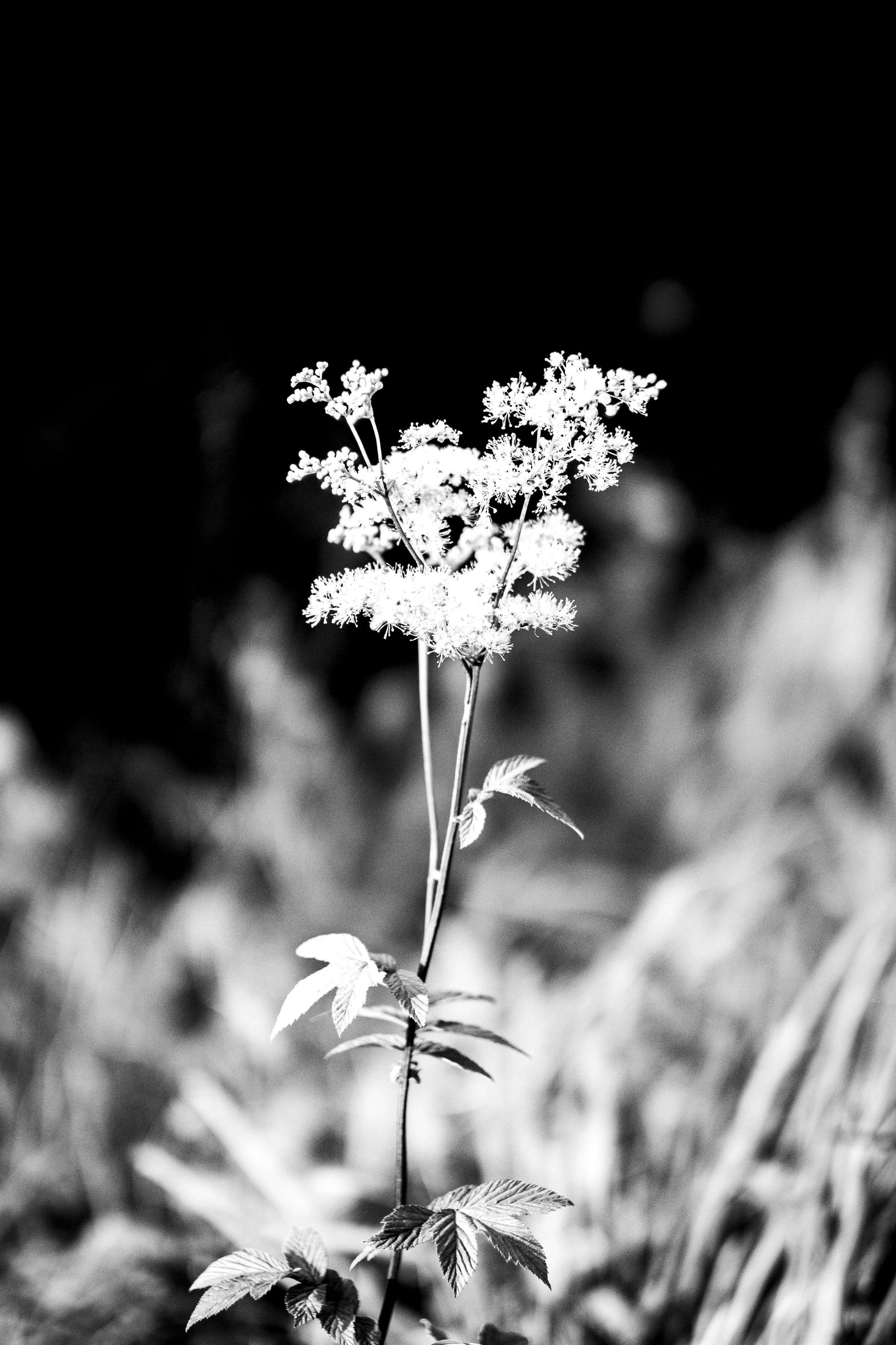 A black and white photo of a plant with multiple small flowers and leaves on a thin stem, with a dark blurred background.