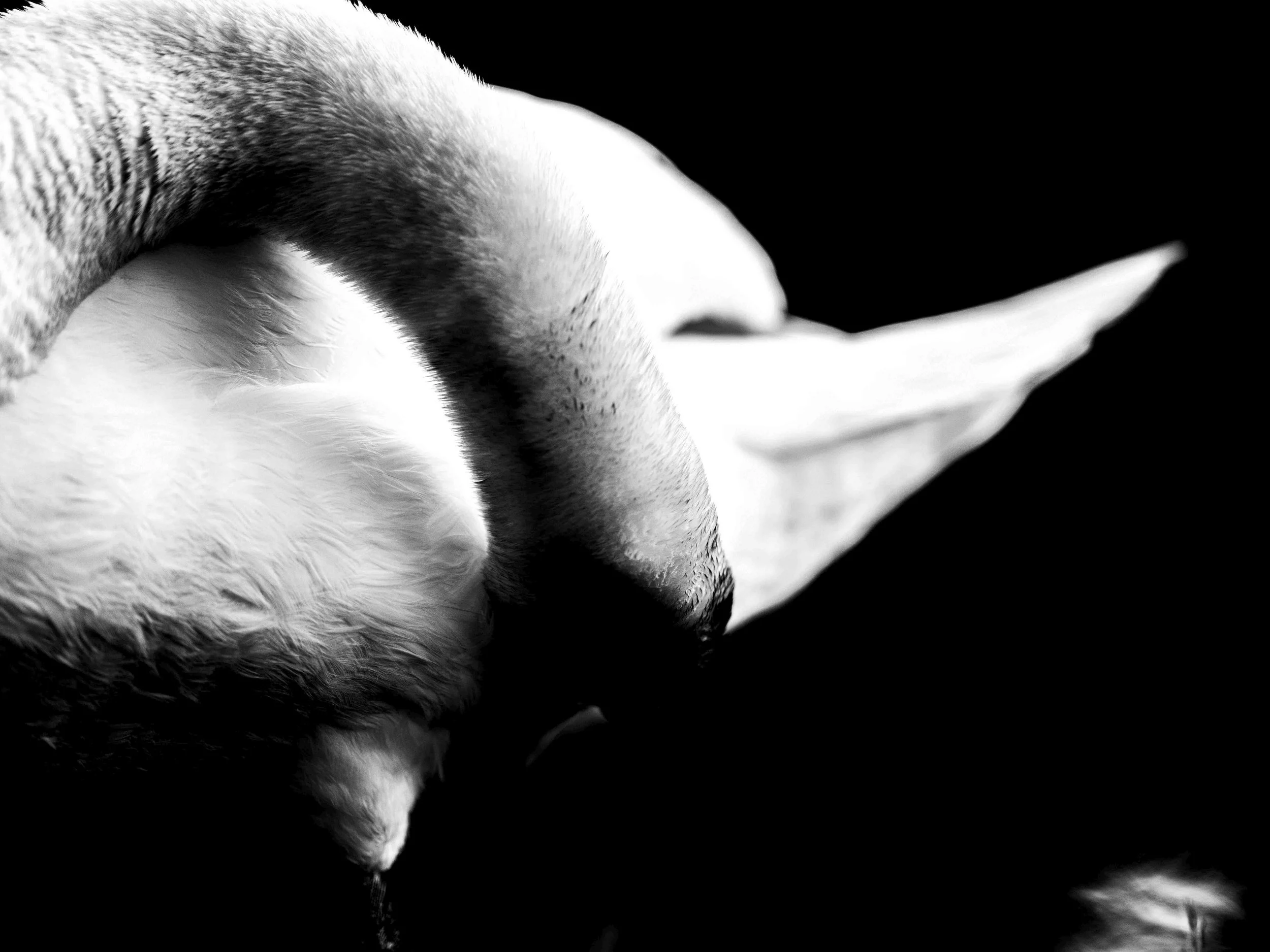 Close-up of a swans face with a black background, showing feather details in black and white.