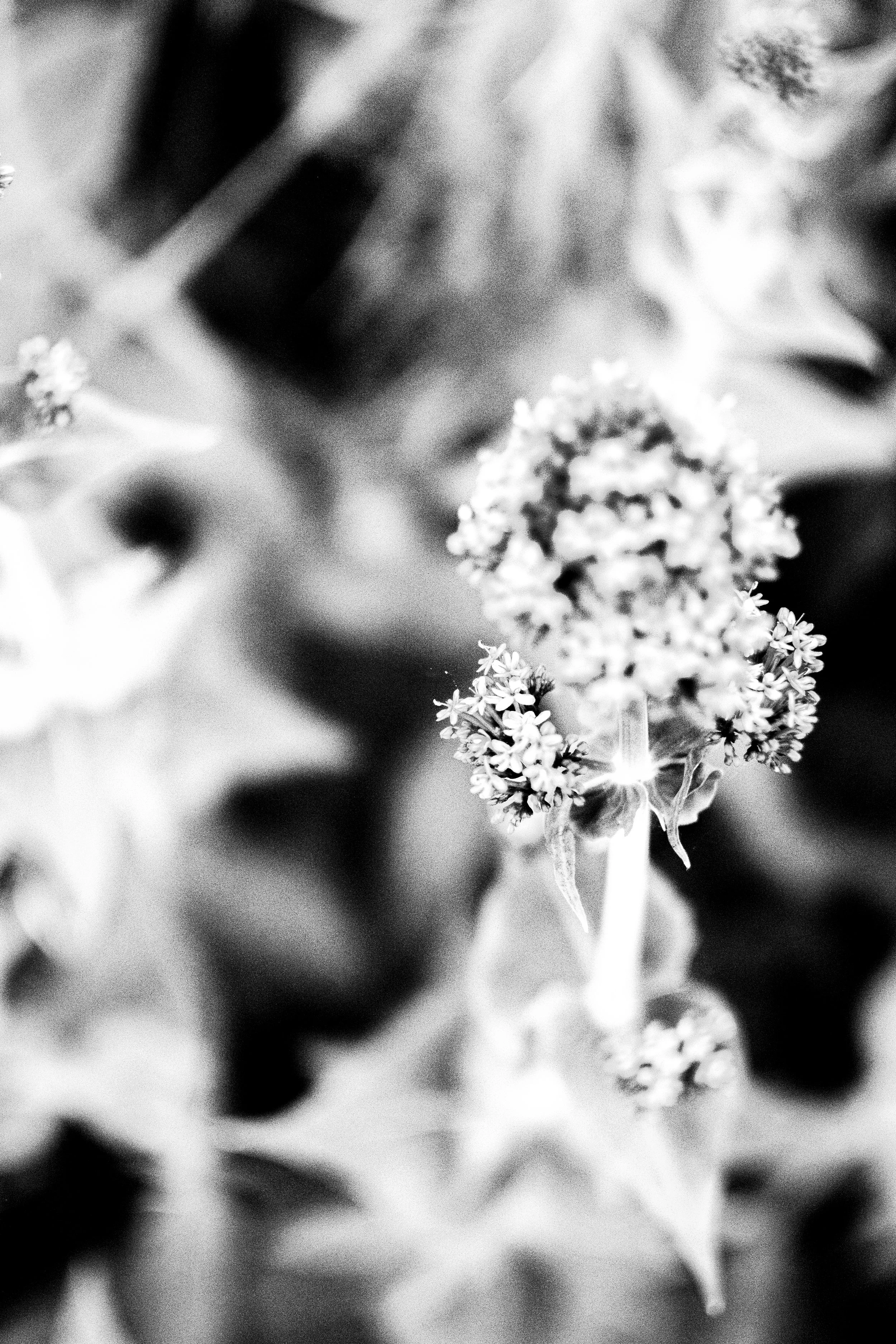Close-up black-and-white photo of a flowering plant with small clustered flowers on a tall, thin stem